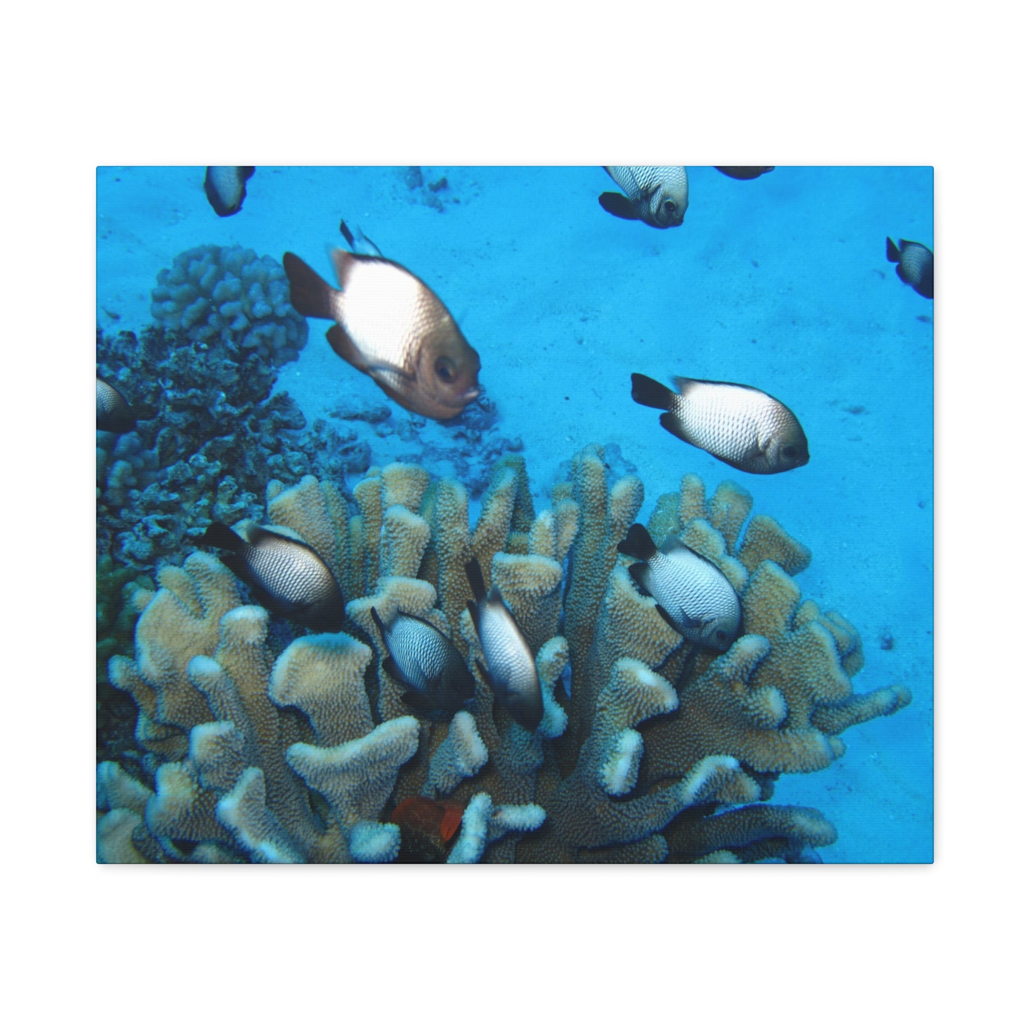 Underwater Coral Reef Canvas Wall Art — Tropical Fish Matte Stretched Canvas