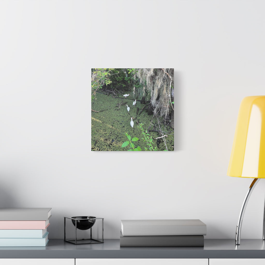 Swamp Egrets Canvas Print — Matte Stretched Nature Wall Art