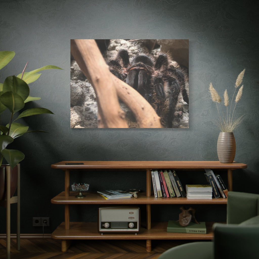 Tarantula Staredown Matte Canvas Print — Naturalistic Arachnid Wall Art