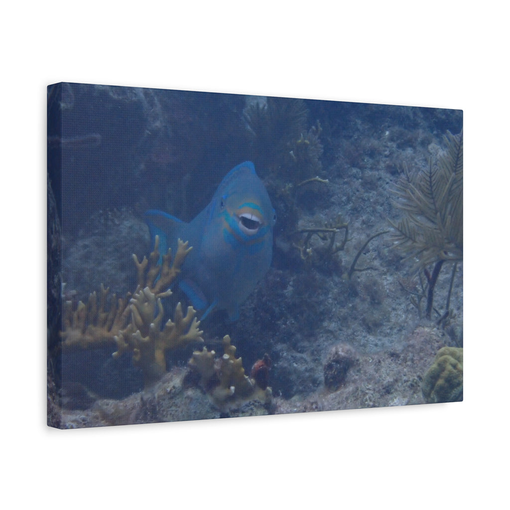 Underwater Parrotfish Canvas Print — Tropical Reef Wall Art