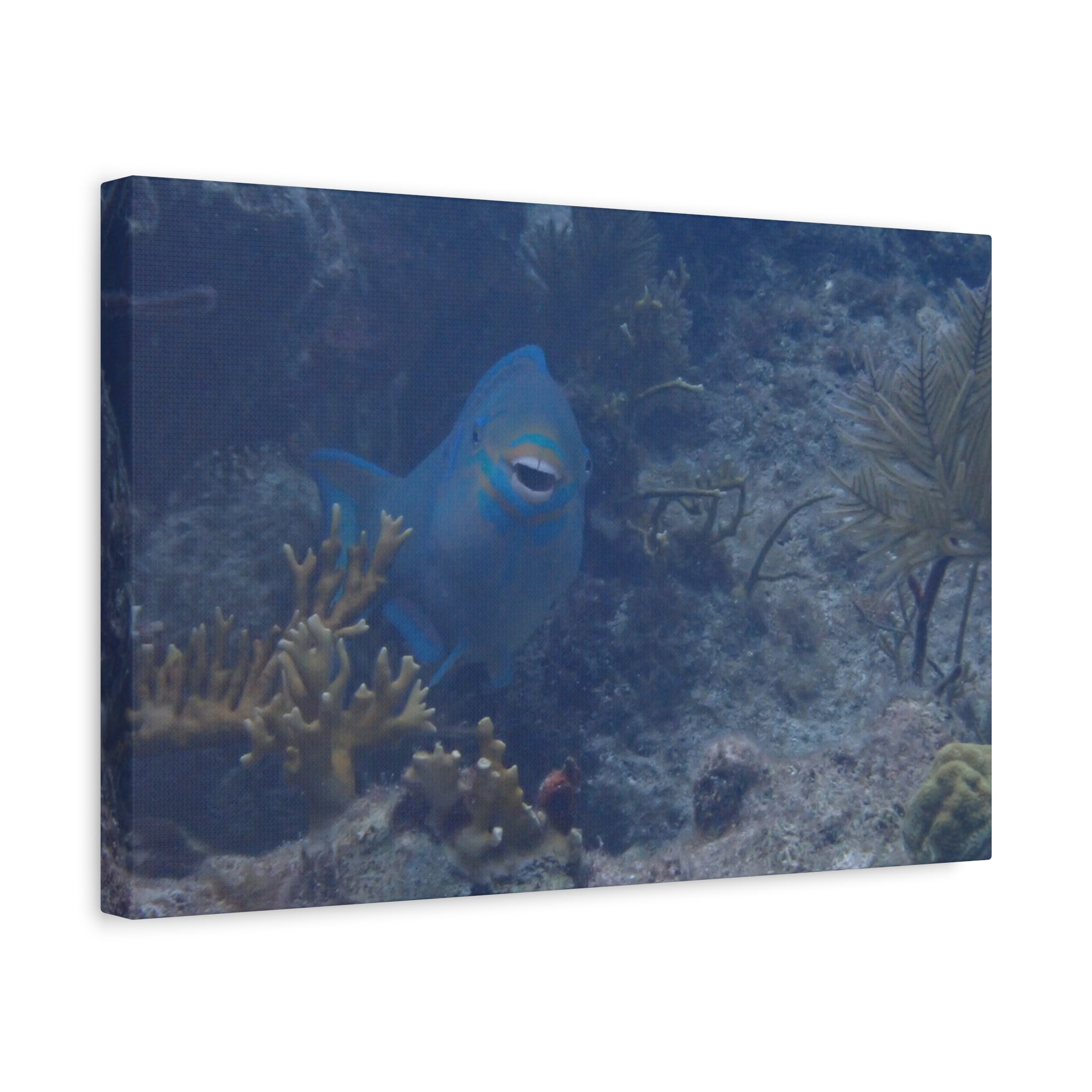 Underwater Parrotfish Canvas Print — Tropical Reef Wall Art