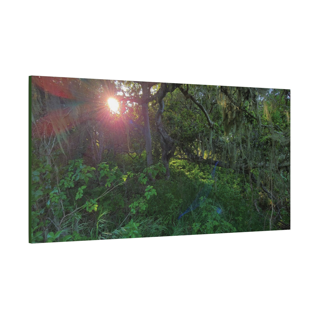 Sunlit Mossy Forest Canvas — Matte Stretched Wall Art