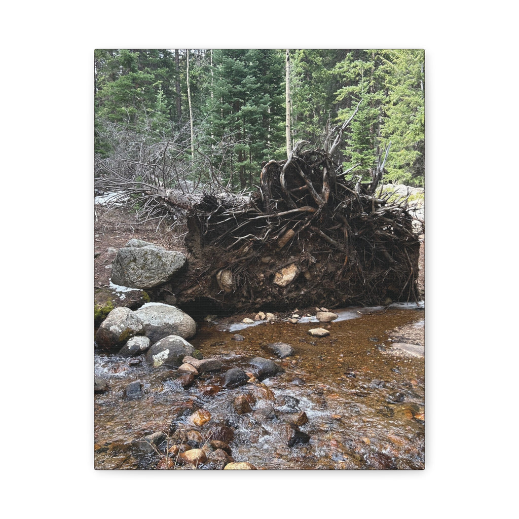Riverbank Forest Canvas Print – Matte Stretched Wall Art (1.25")