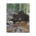 Riverbank Forest Canvas Print – Matte Stretched Wall Art (1.25")