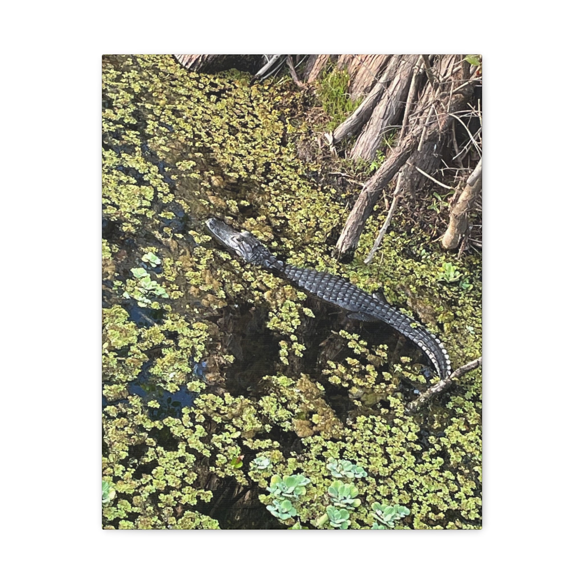 Alligator Photography Canvas Print — Matte Stretched Wall Art