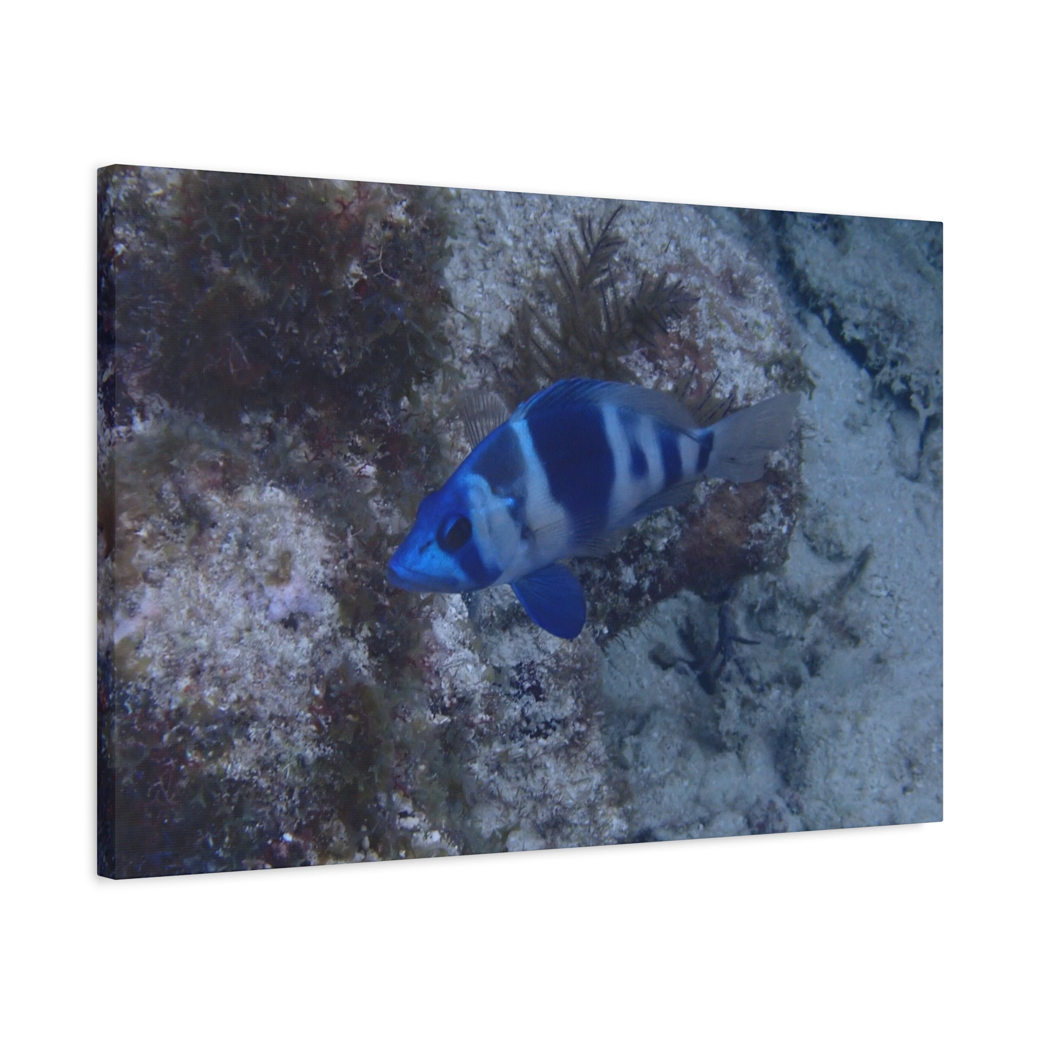 Indigo Hamlet Canvas Print — Underwater Matte Stretched Wall Art