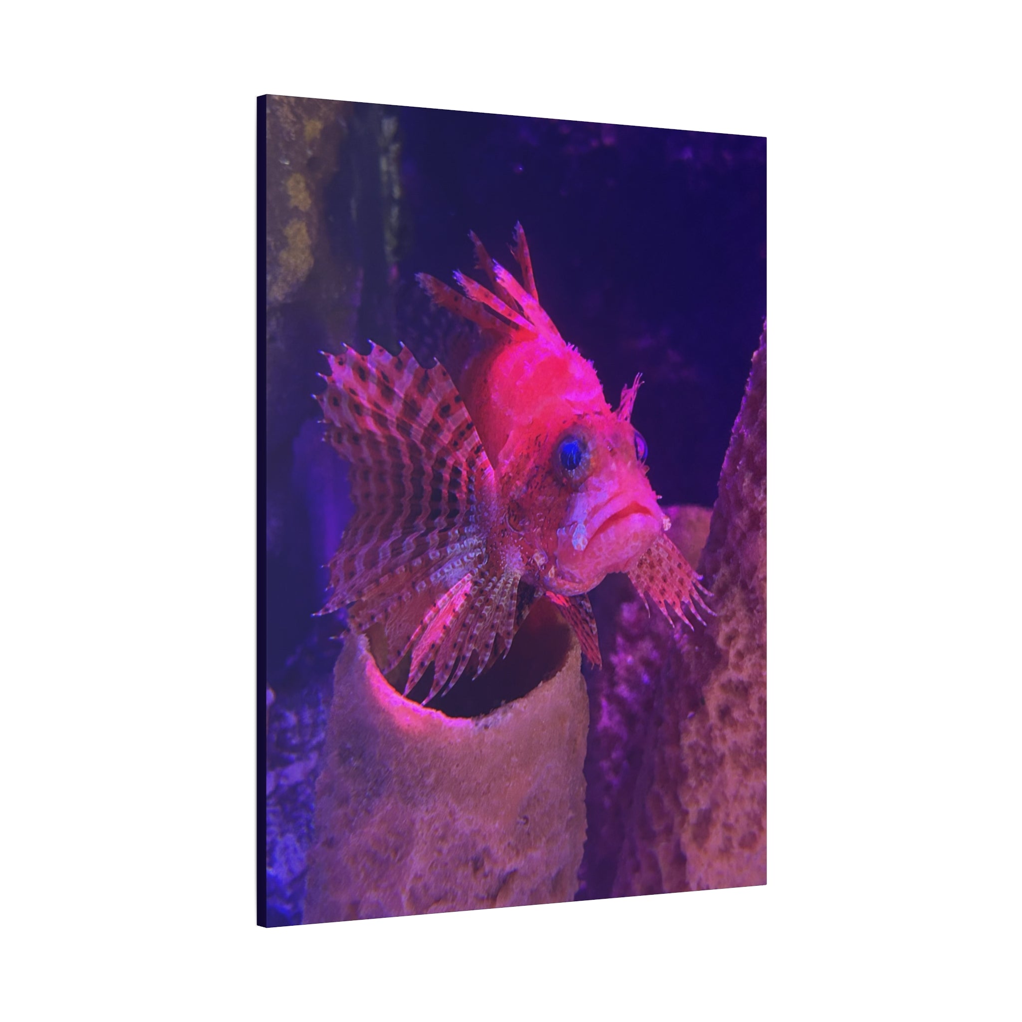 Fuzzy Dwarf Lionfish Canvas Print — Vibrant Marine Wall Art (1.25" Stretched)