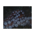 Octopus Suckers Jigsaw Puzzle with Tin — Marine Life Ocean Decor Gift