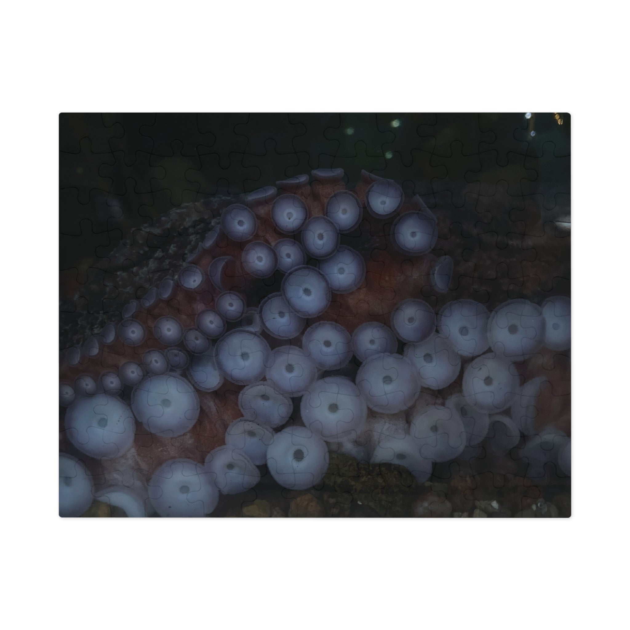 Octopus Suckers Jigsaw Puzzle with Tin — Marine Life Ocean Decor Gift