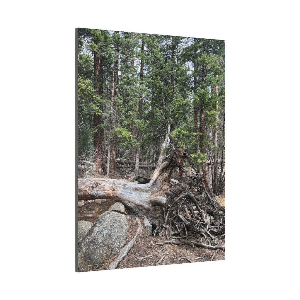 Forest Rootscape Matte Canvas Print — Stretched Wall Art