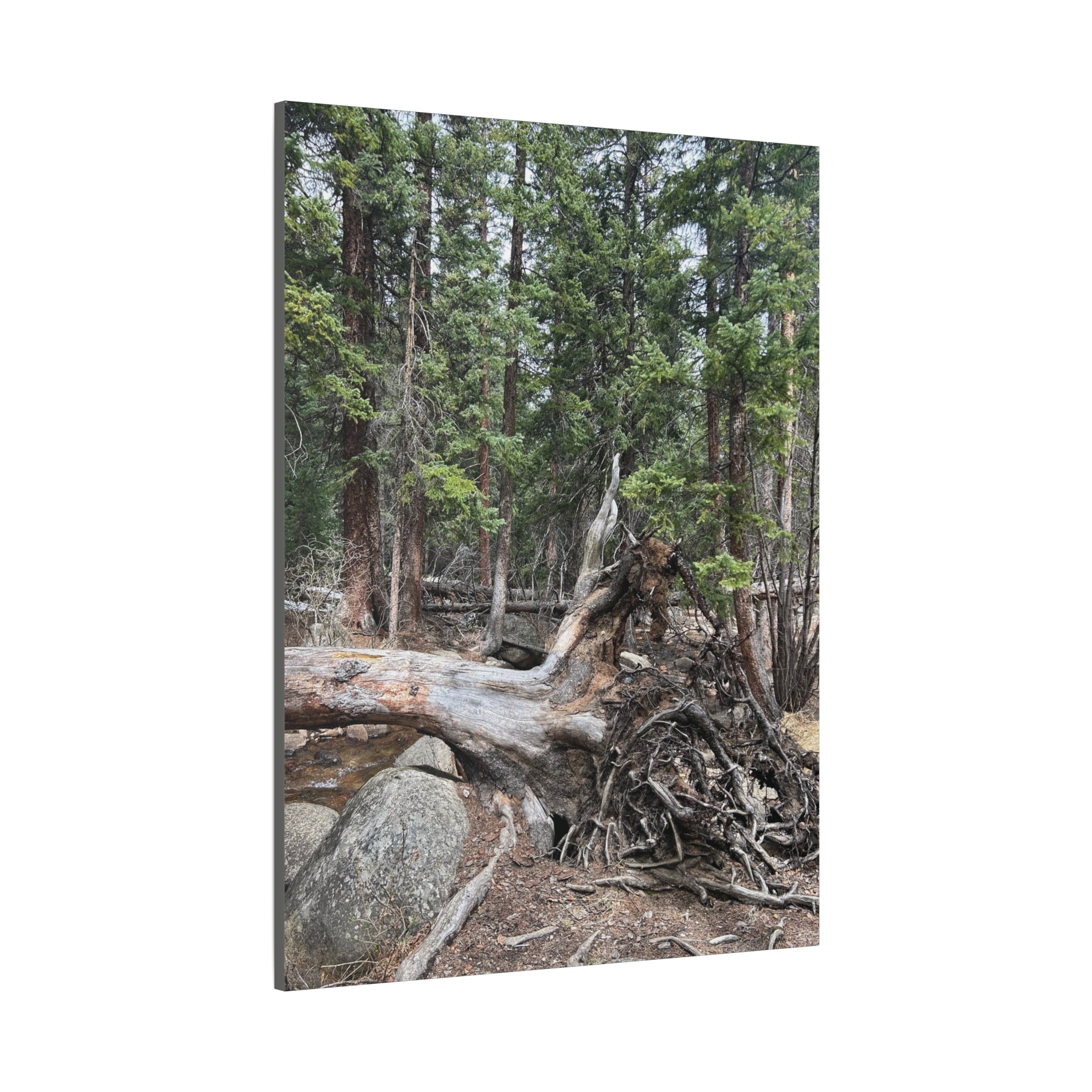 Forest Rootscape Matte Canvas Print — Stretched Wall Art