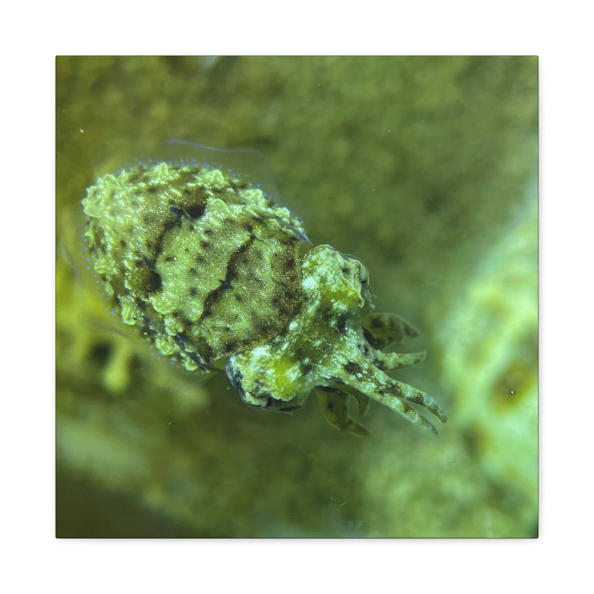 Dwarf Cuttlefish Canvas Print — Matte Stretched Sea Life Wall Art