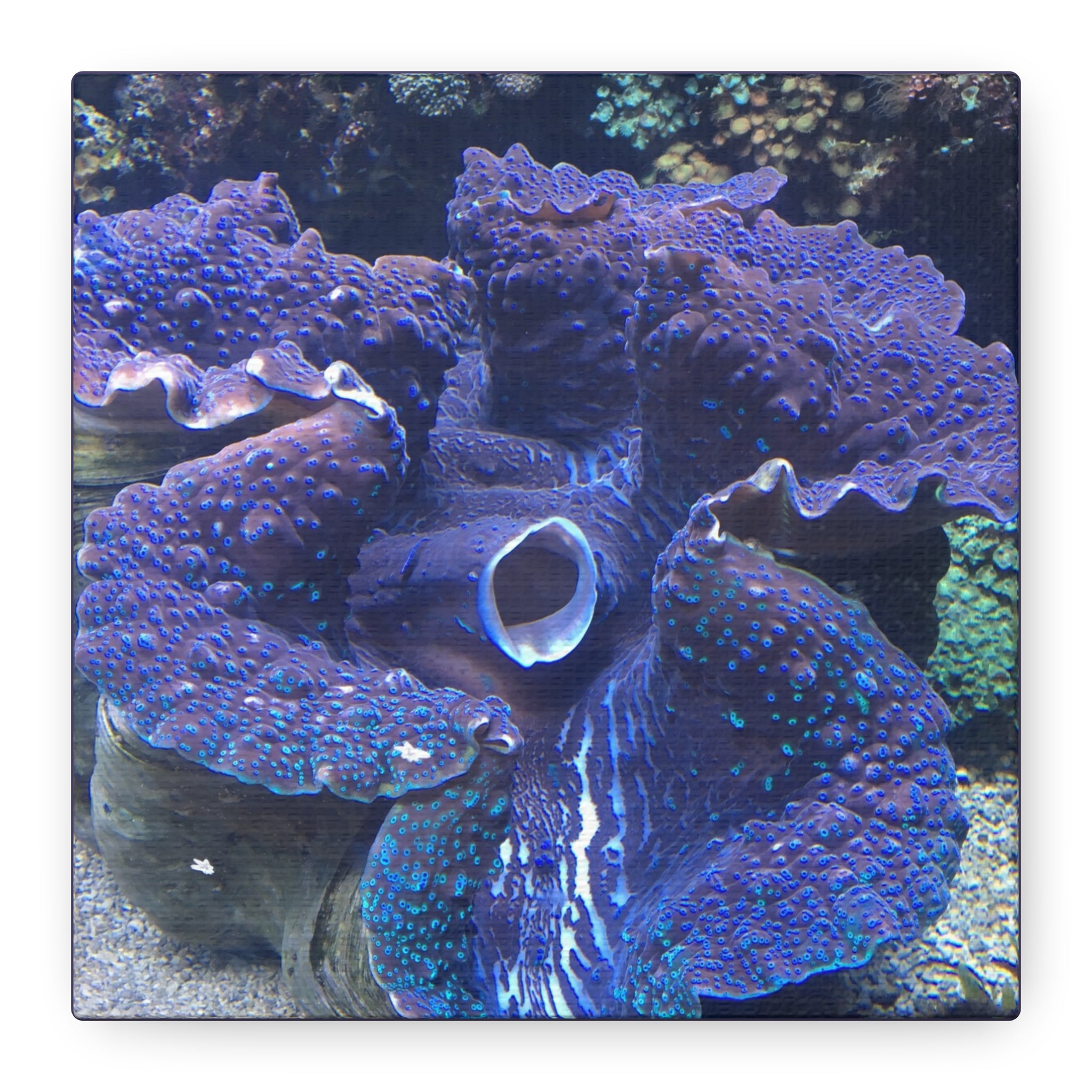 Blue Tridacna Clam Matte Canvas Print — Vibrant Ocean Coral Wall Art