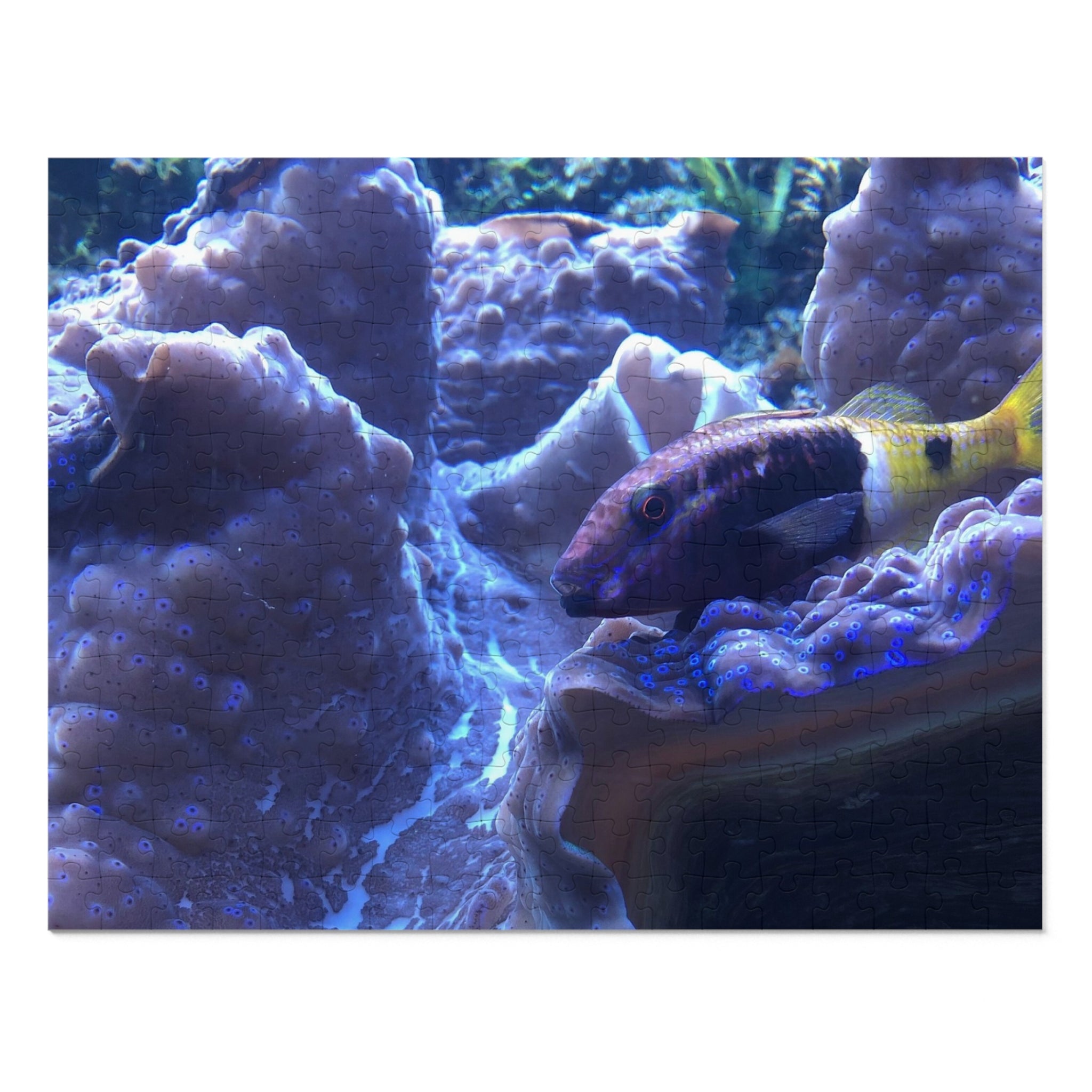 Giant Clam Reef Puzzle — Colorful Jigsaw Puzzle with Tin
