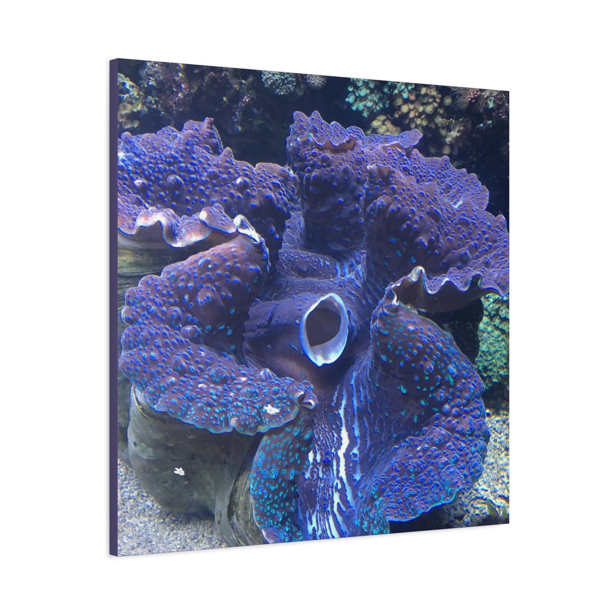 Blue Tridacna Clam Matte Canvas Print — Vibrant Ocean Coral Wall Art
