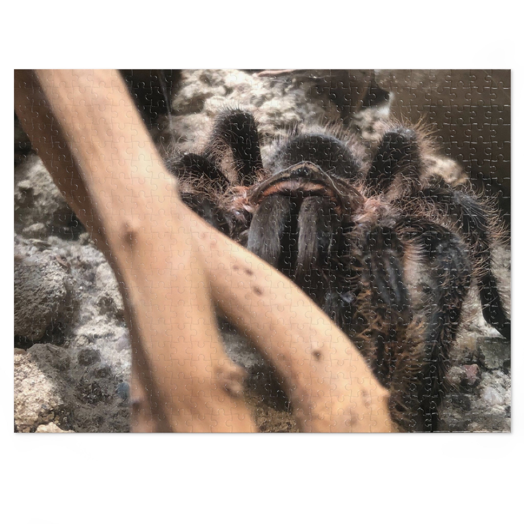 Tarantula Jigsaw Puzzle with Tin – Realistic Arachnid Puzzle for Enthusiasts