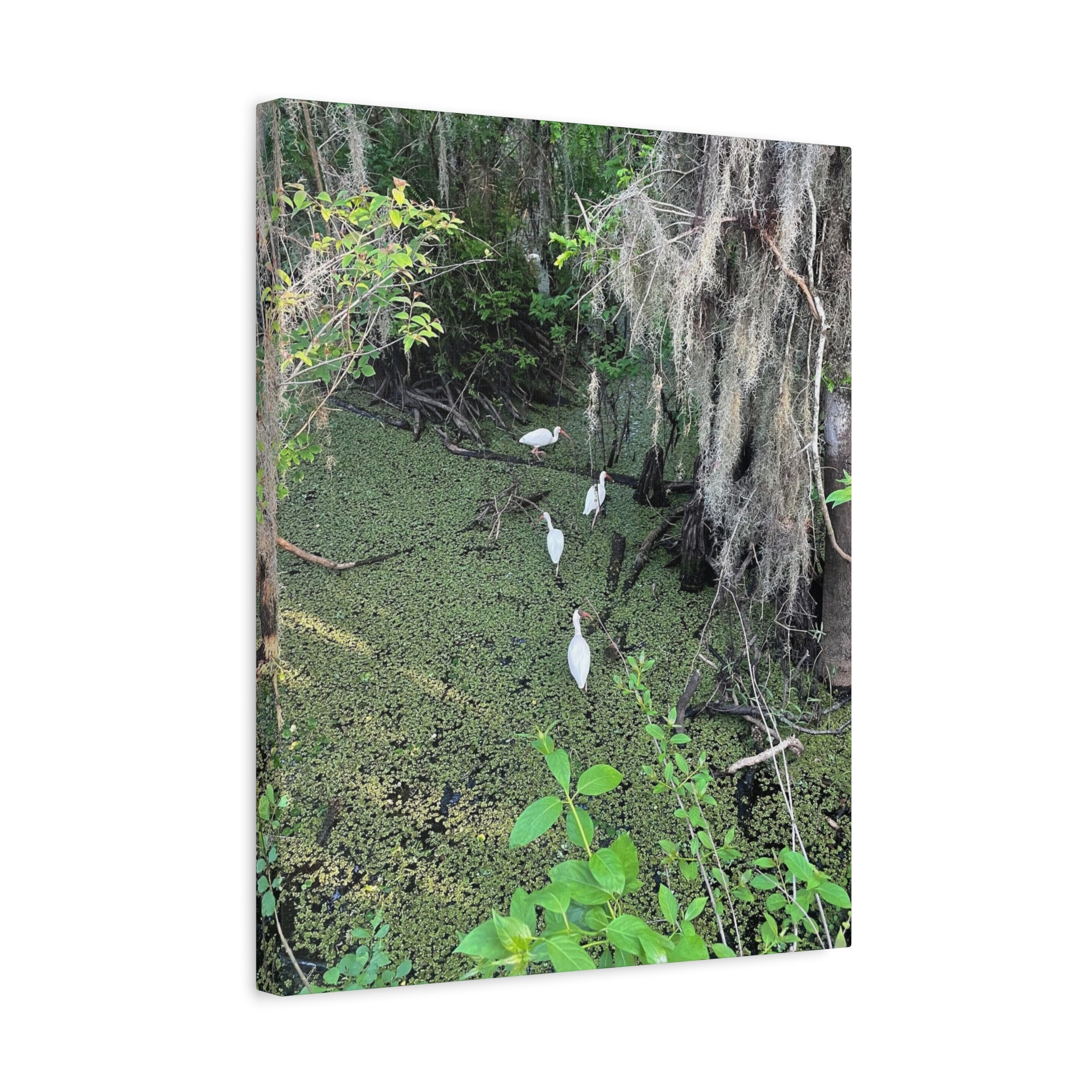 Swamp Egrets Canvas Print — Matte Stretched Nature Wall Art