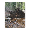 Riverbank Forest Canvas Print – Matte Stretched Wall Art (1.25")
