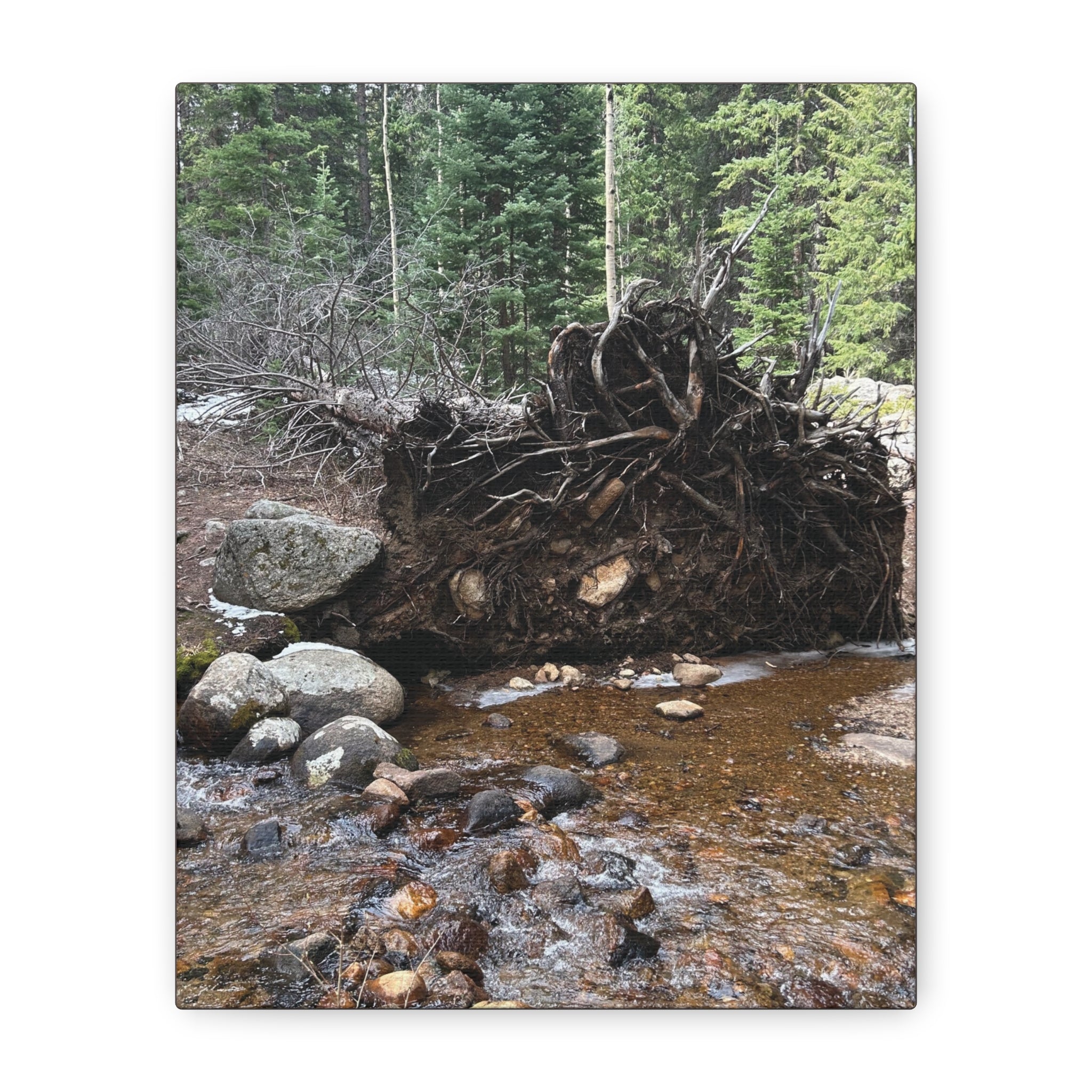 Riverbank Forest Canvas Print – Matte Stretched Wall Art (1.25")