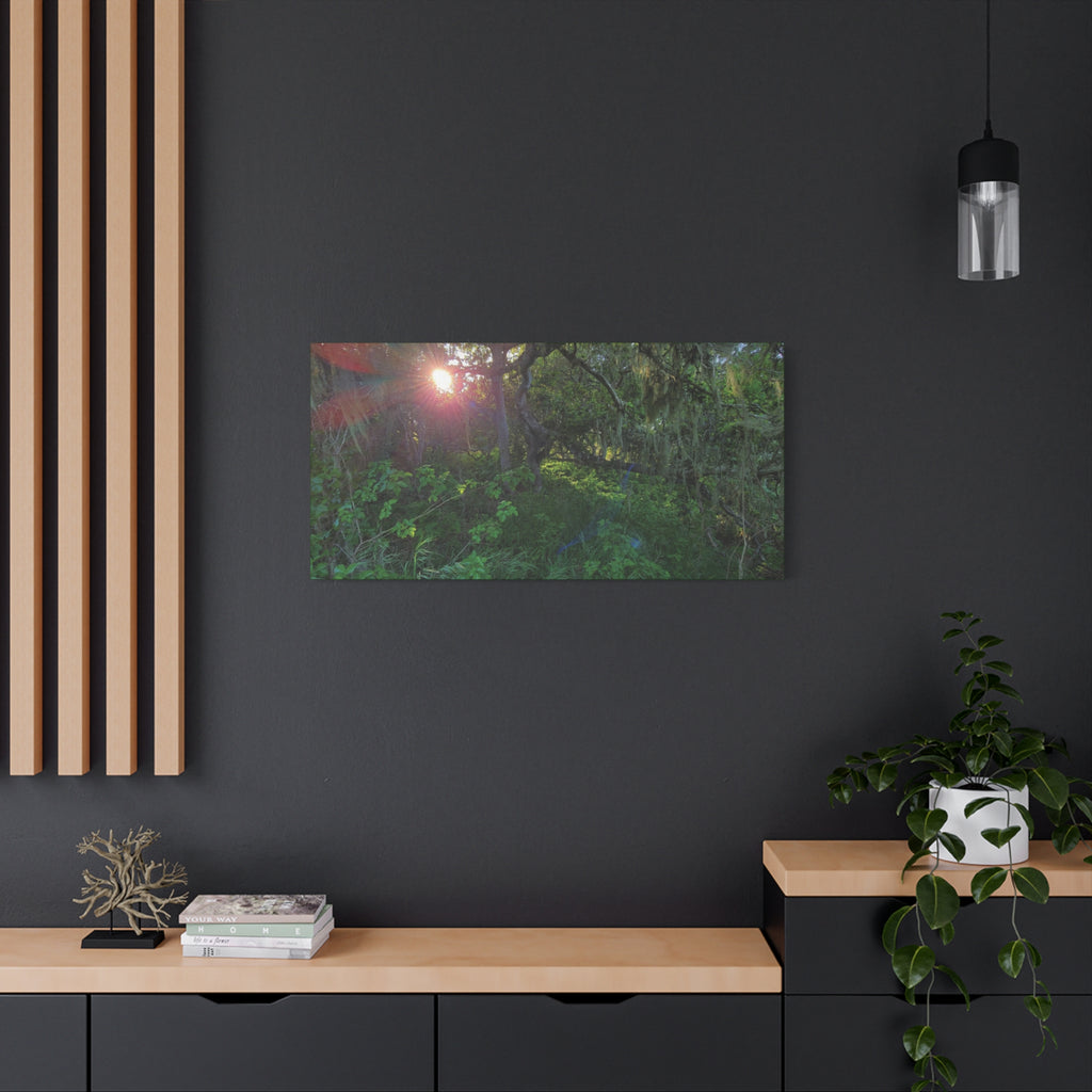 Sunlit Mossy Forest Canvas — Matte Stretched Wall Art
