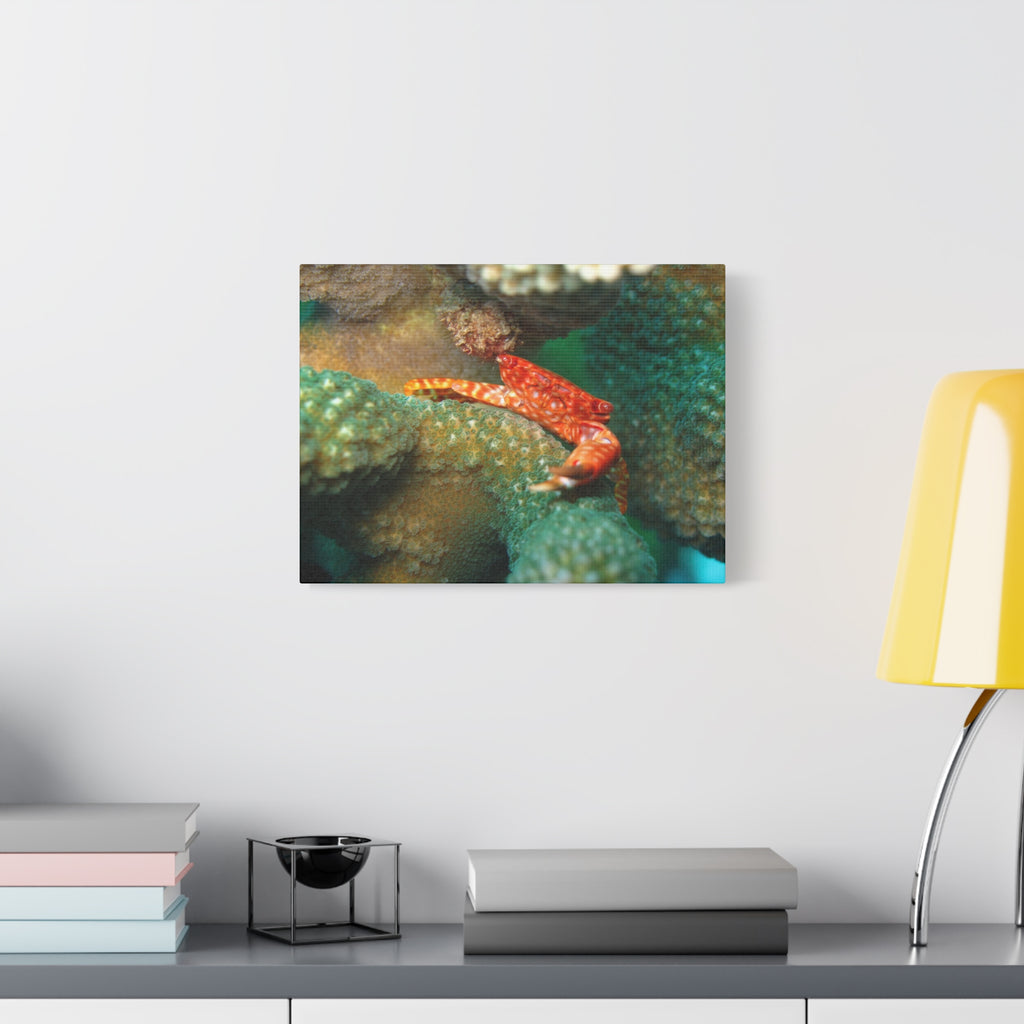 Coral Reef Crab Matte Canvas Print — Underwater Marine Wall Art