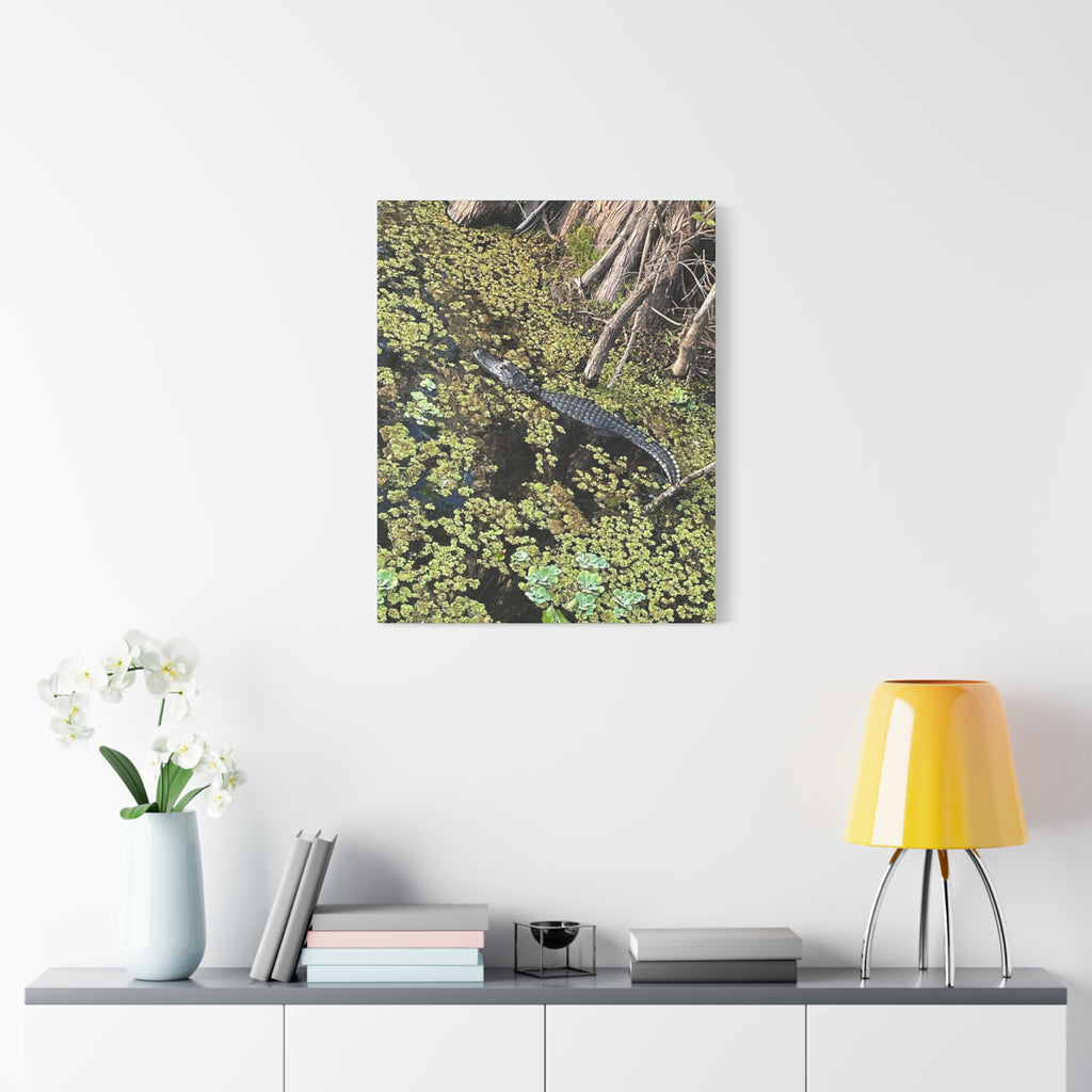 Alligator Photography Canvas Print — Matte Stretched Wall Art