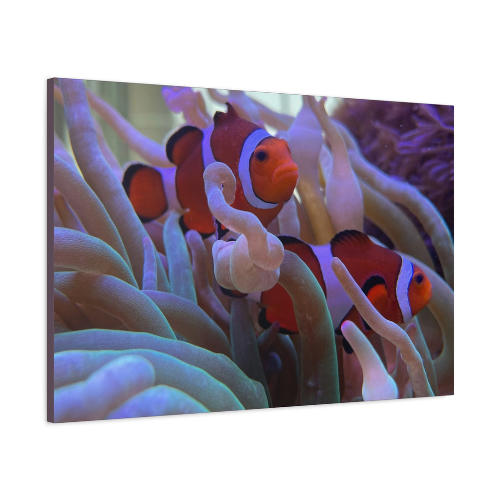 Clownfish Reef Matte Stretched Canvas Wall Art