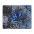 Indigo Hamlet Canvas Print — Underwater Matte Stretched Wall Art
