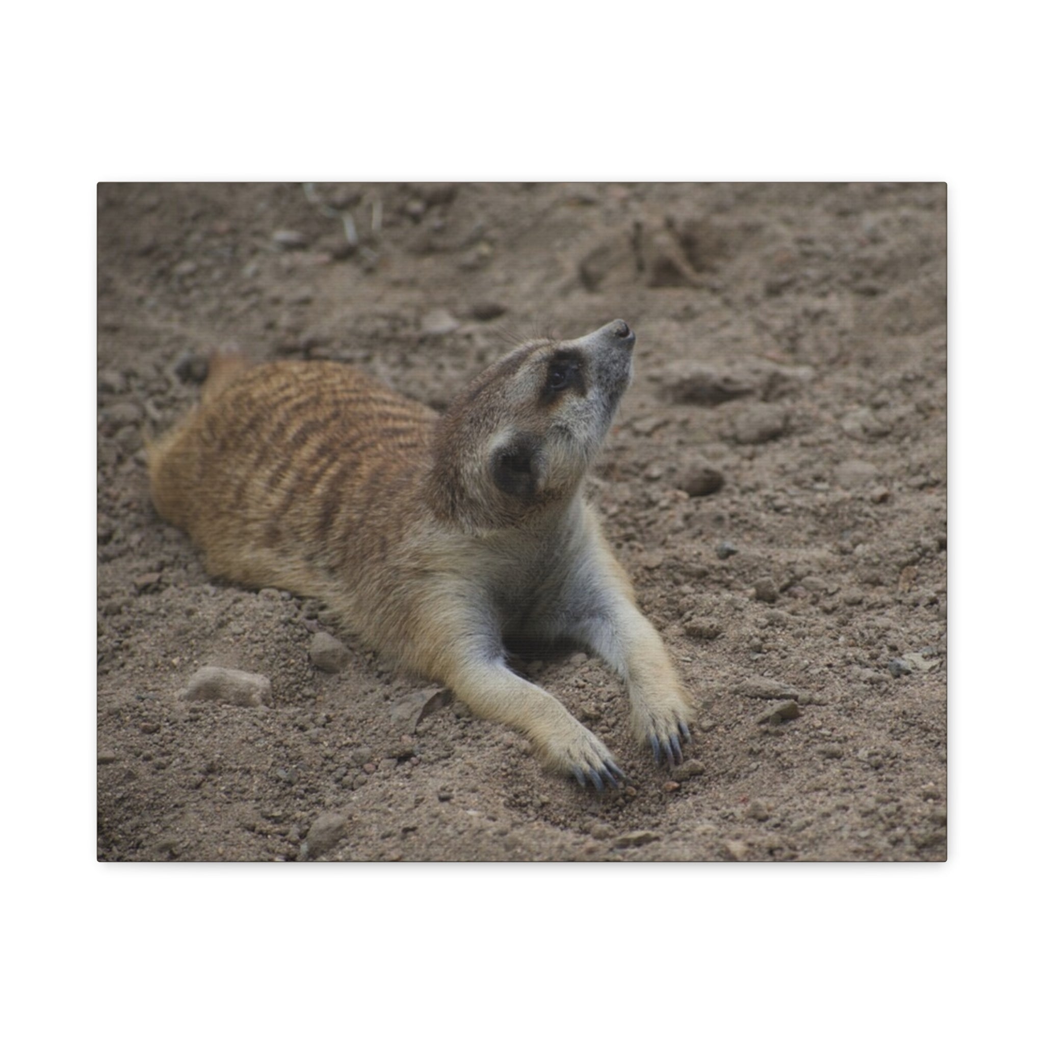 Meerkat Stretch Canvas Wall Art – Relaxed Desert Wildlife Print
