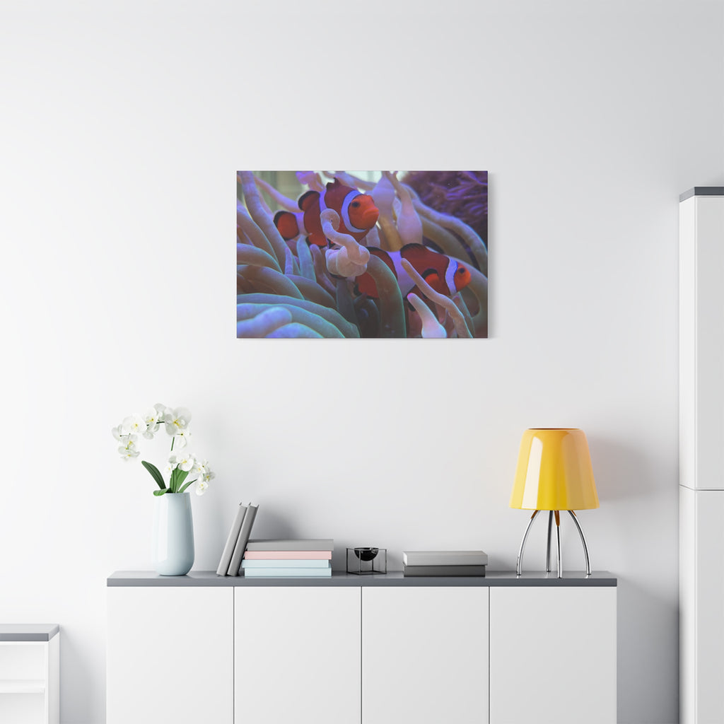 Clownfish Reef Matte Stretched Canvas Wall Art