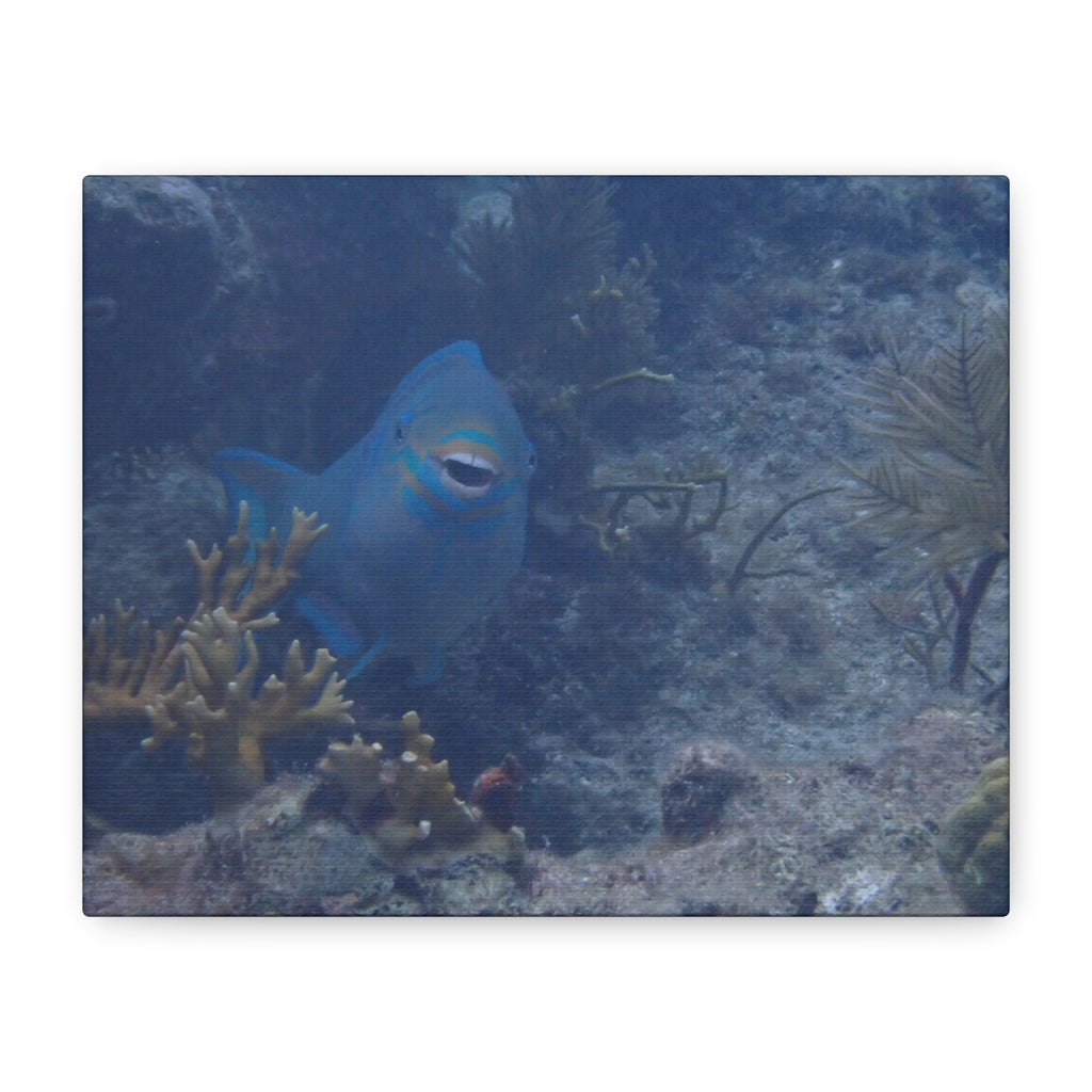 Underwater Parrotfish Canvas Print — Tropical Reef Wall Art