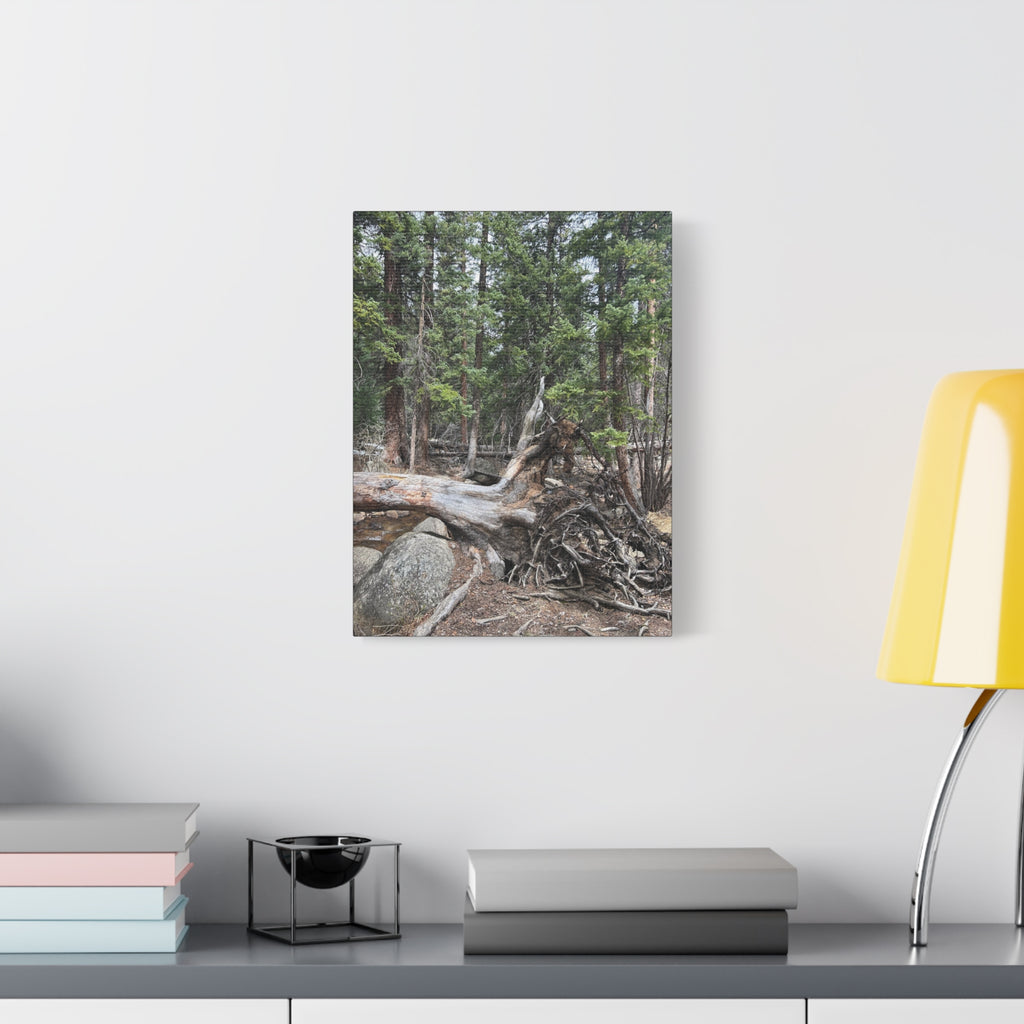 Forest Rootscape Matte Canvas Print — Stretched Wall Art