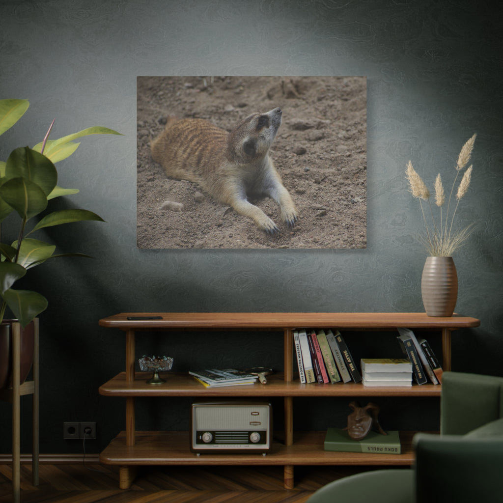Meerkat Stretch Canvas Wall Art – Relaxed Desert Wildlife Print