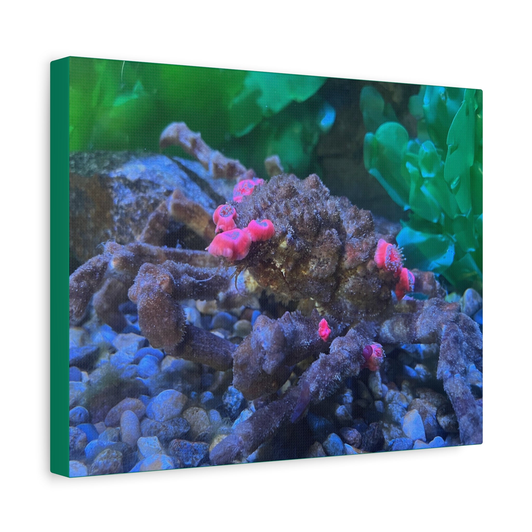 Decorator Crab Canvas Print — Colorful Underwater Art, Matte Stretched 1.25"