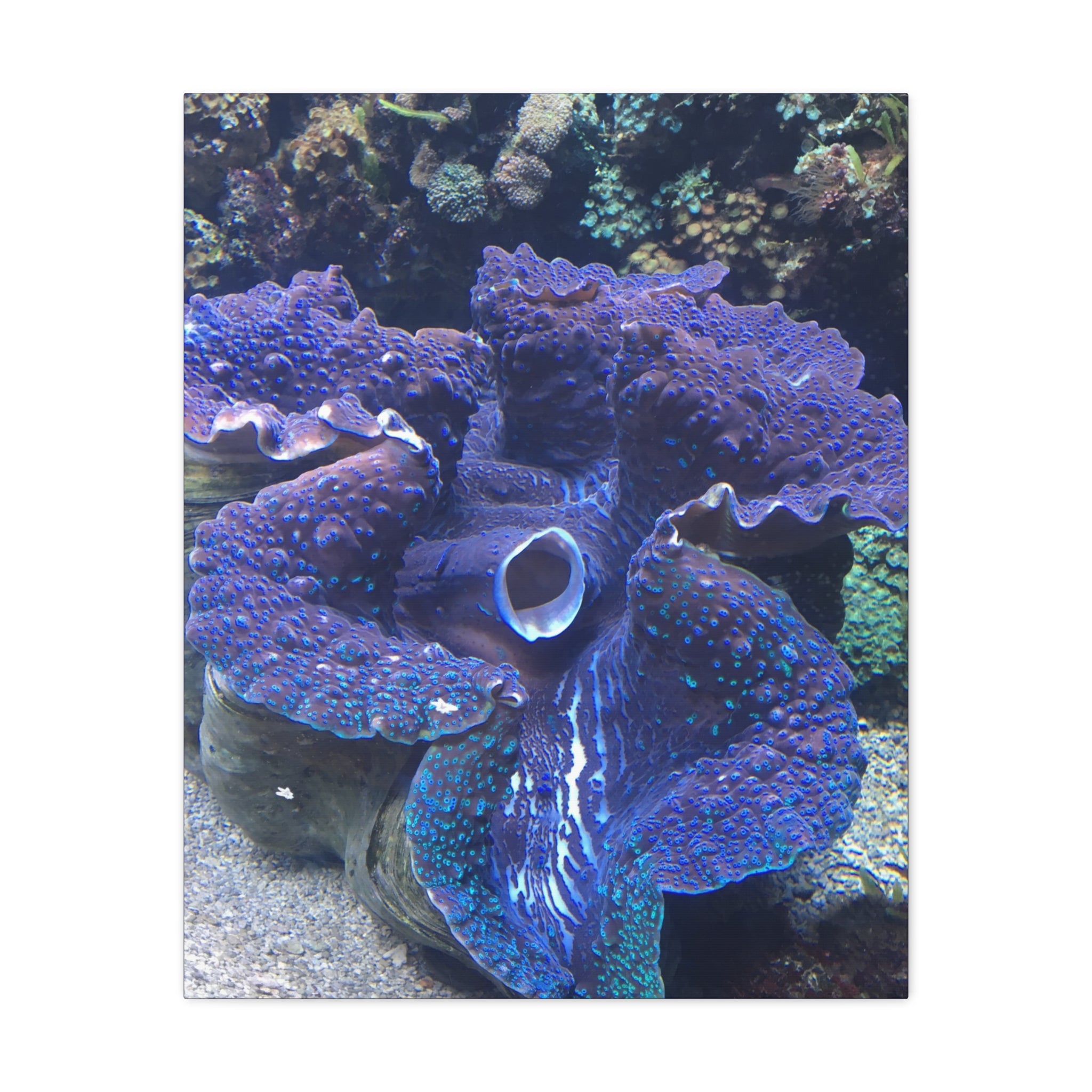 Blue Tridacna Clam Matte Canvas Print — Vibrant Ocean Coral Wall Art