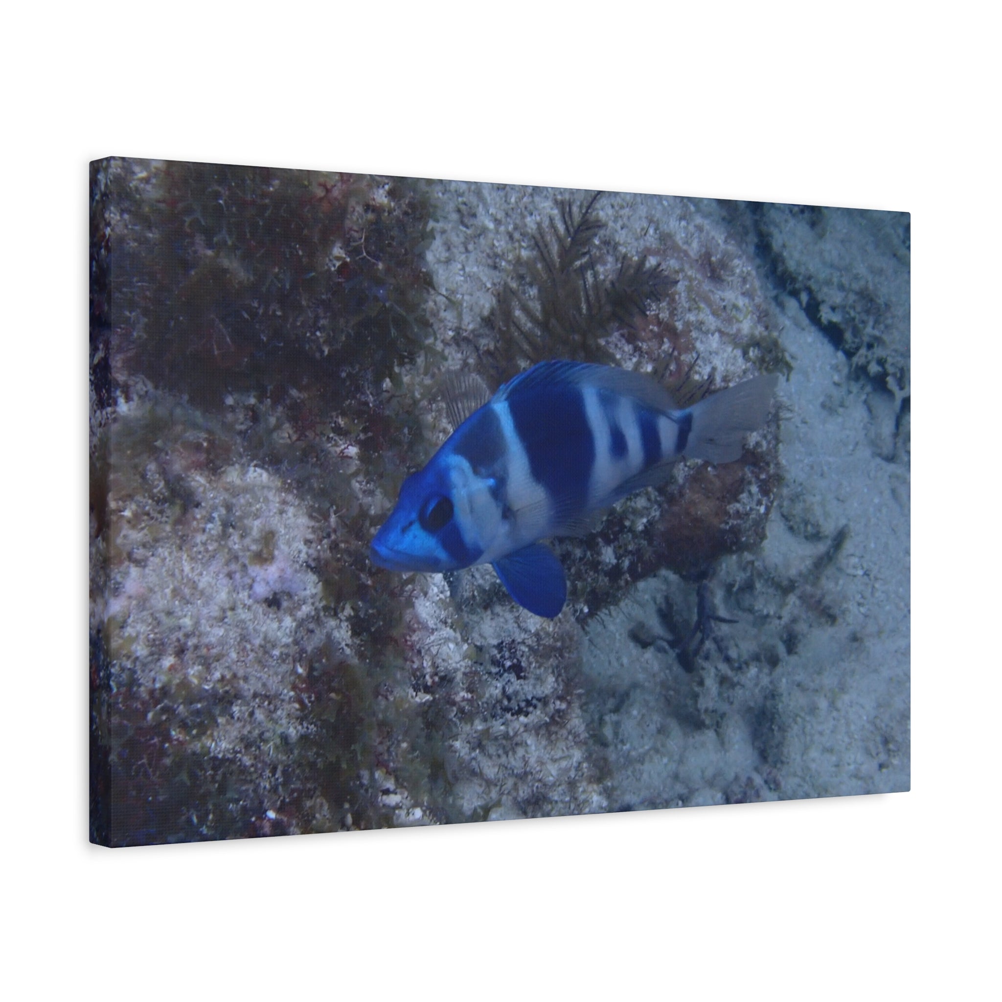 Indigo Hamlet Canvas Print — Underwater Matte Stretched Wall Art