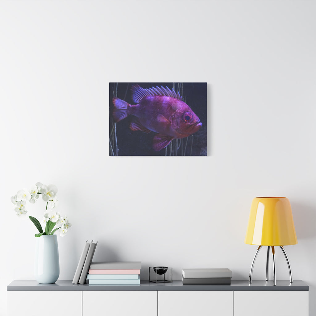 Popeye Catalufa Canvas Print — Vibrant Ocean Wall Art