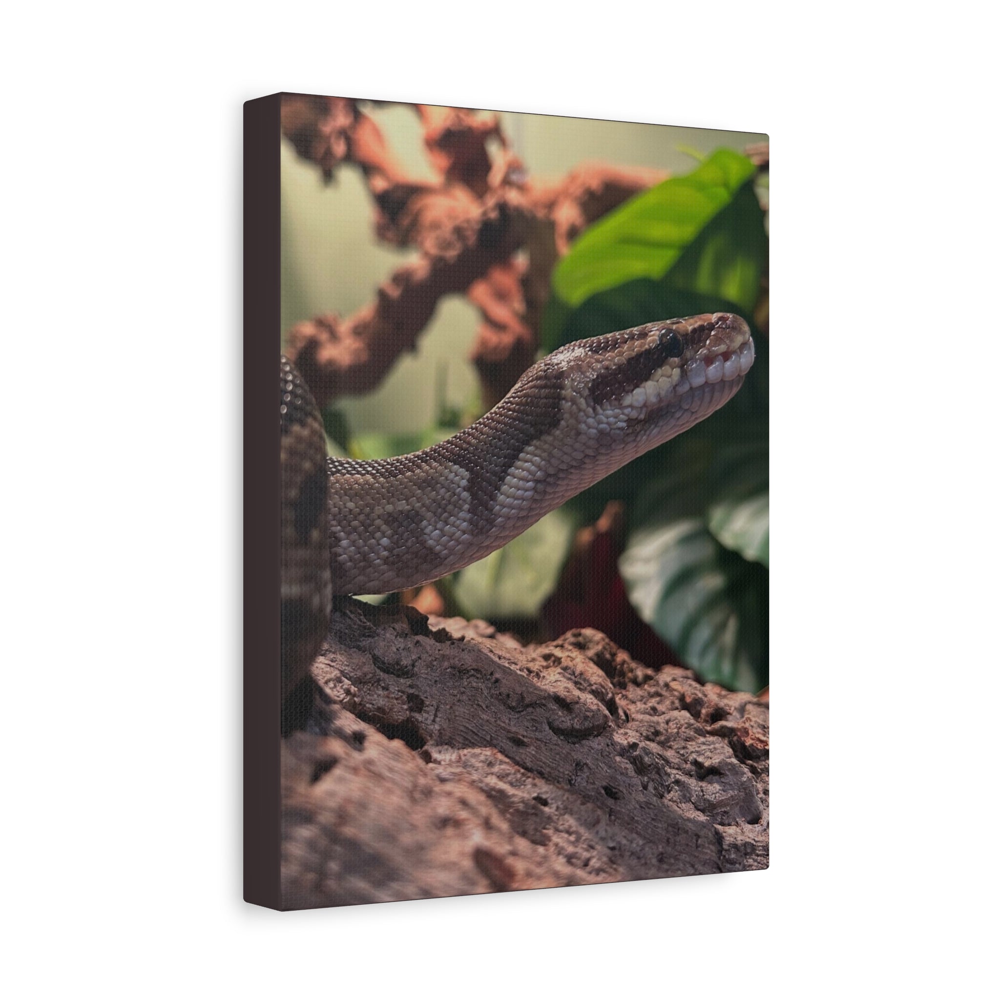 Ball Python Wildlife Matte Stretched Canvas Print — Reptile Wall Art