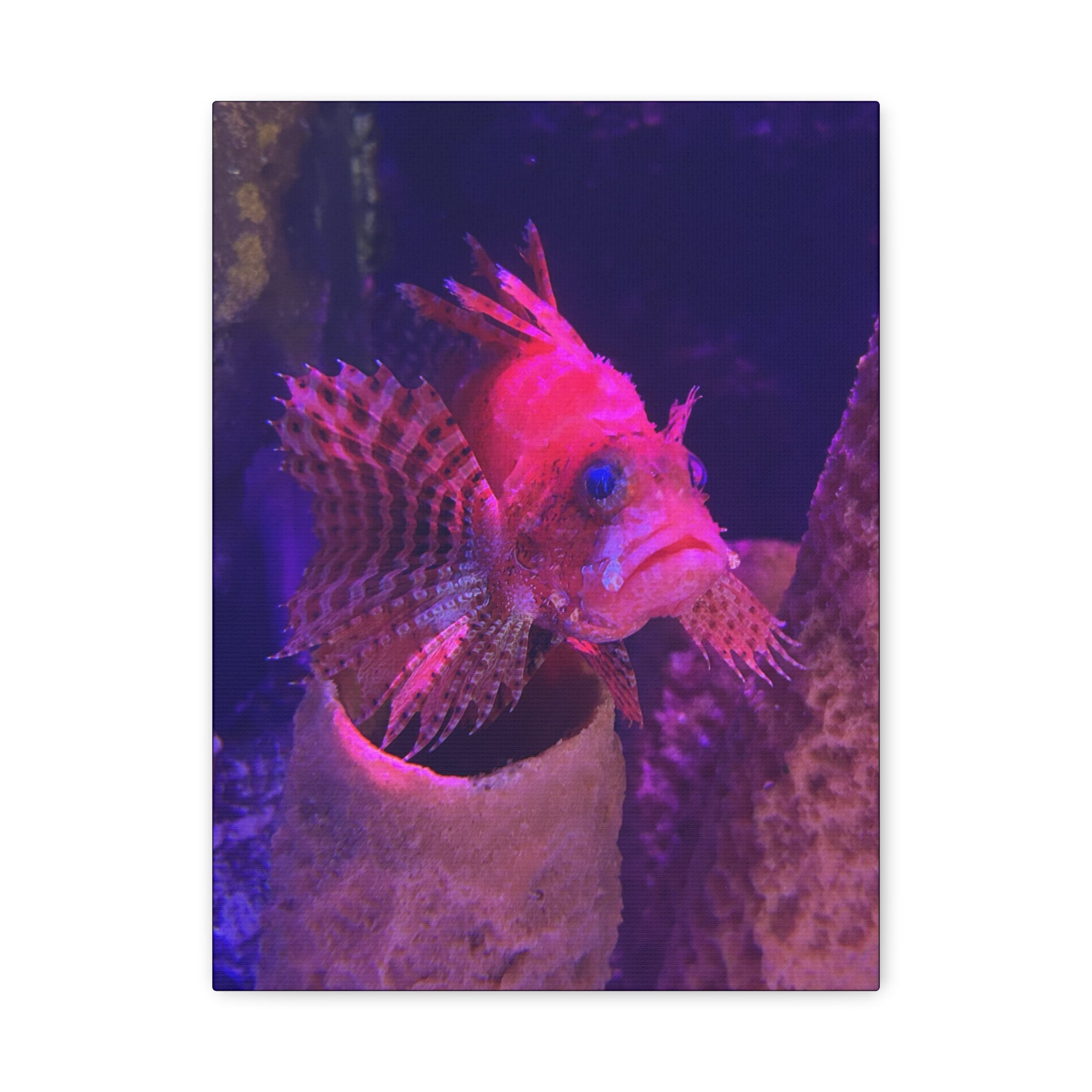 Fuzzy Dwarf Lionfish Canvas Print — Vibrant Marine Wall Art (1.25" Stretched)