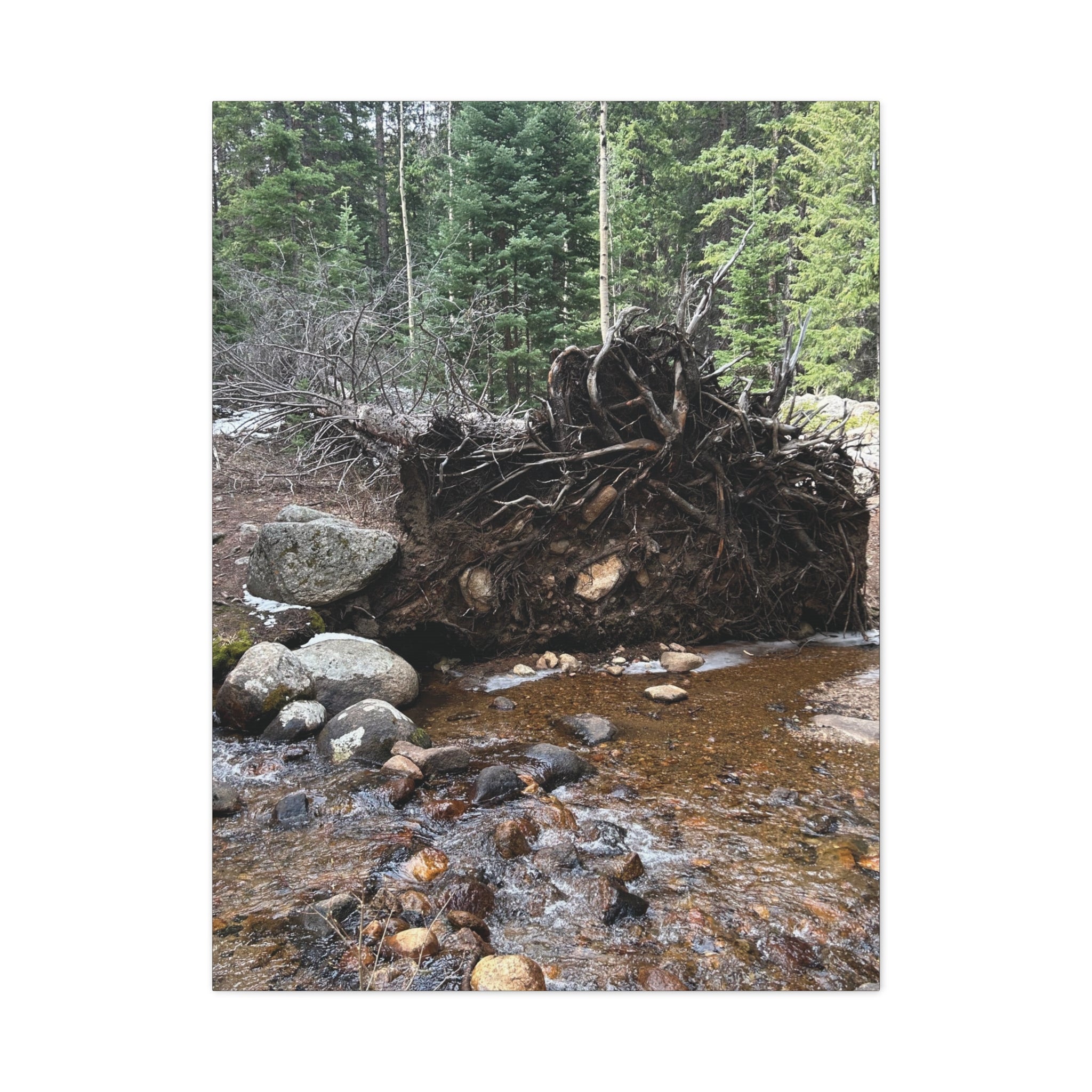 Riverbank Forest Canvas Print – Matte Stretched Wall Art (1.25")