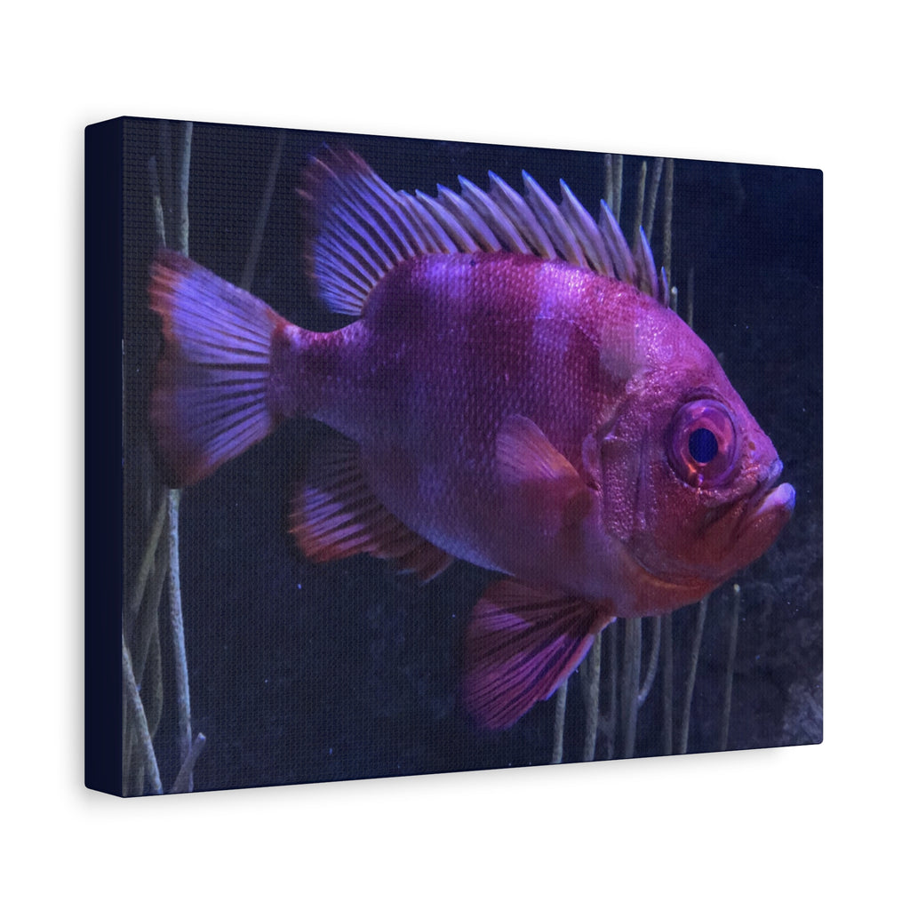 Popeye Catalufa Canvas Print — Vibrant Ocean Wall Art