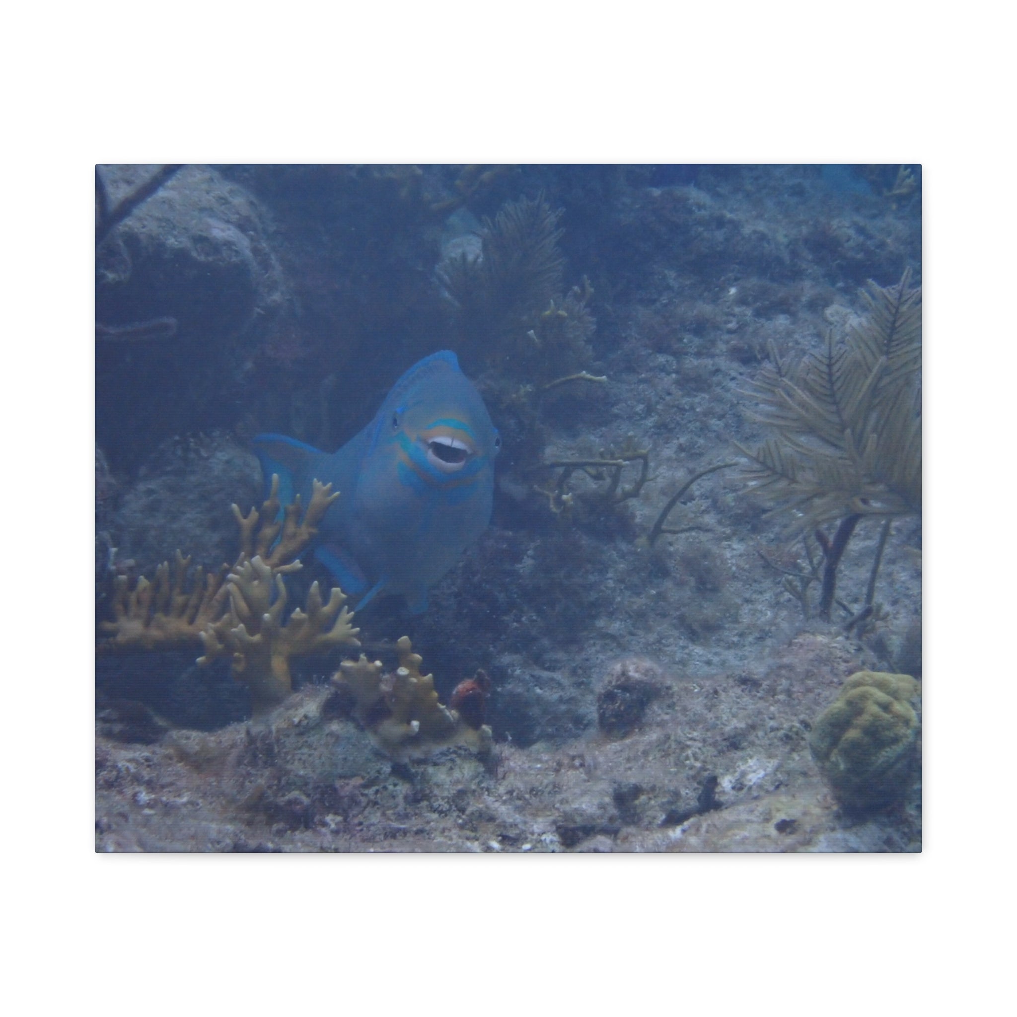 Underwater Parrotfish Canvas Print — Tropical Reef Wall Art