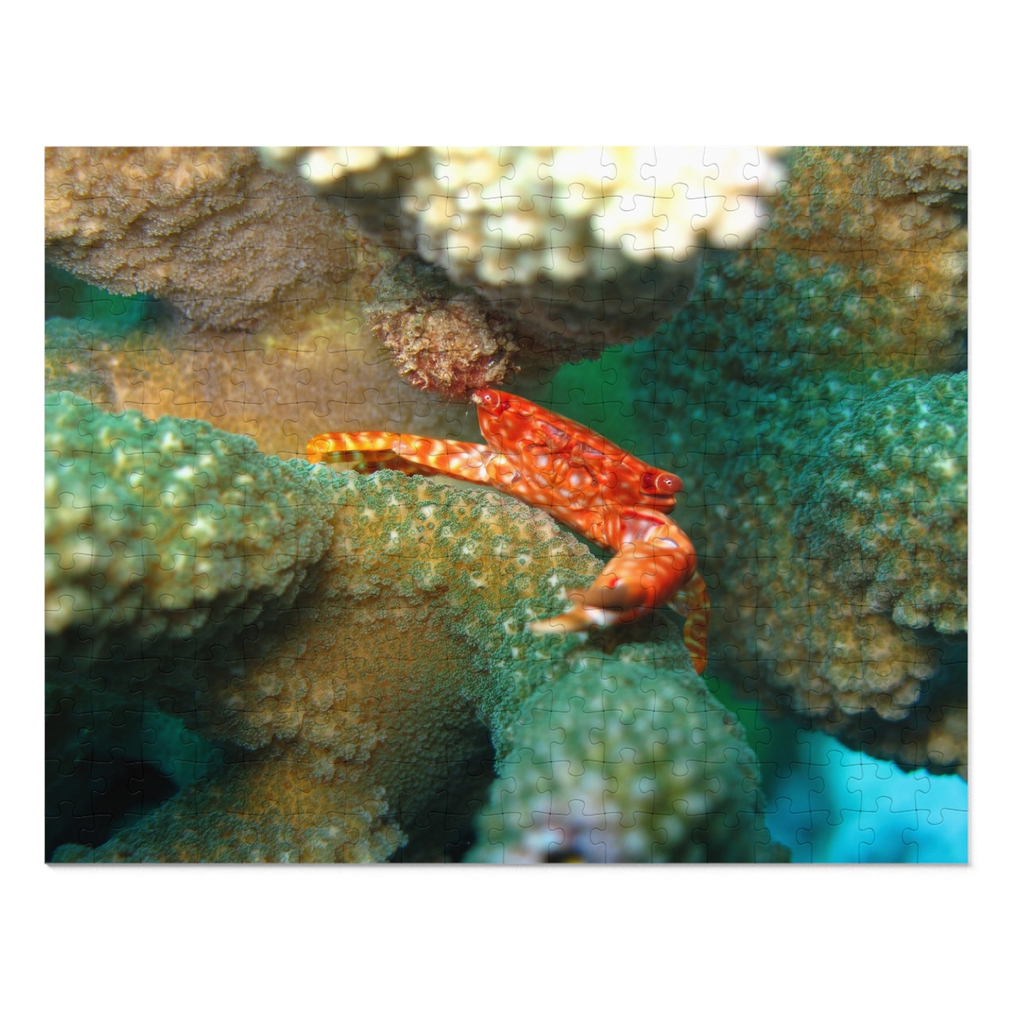 Coral Reef Crab Jigsaw Puzzle (with Tin) — Ocean Puzzle Gift