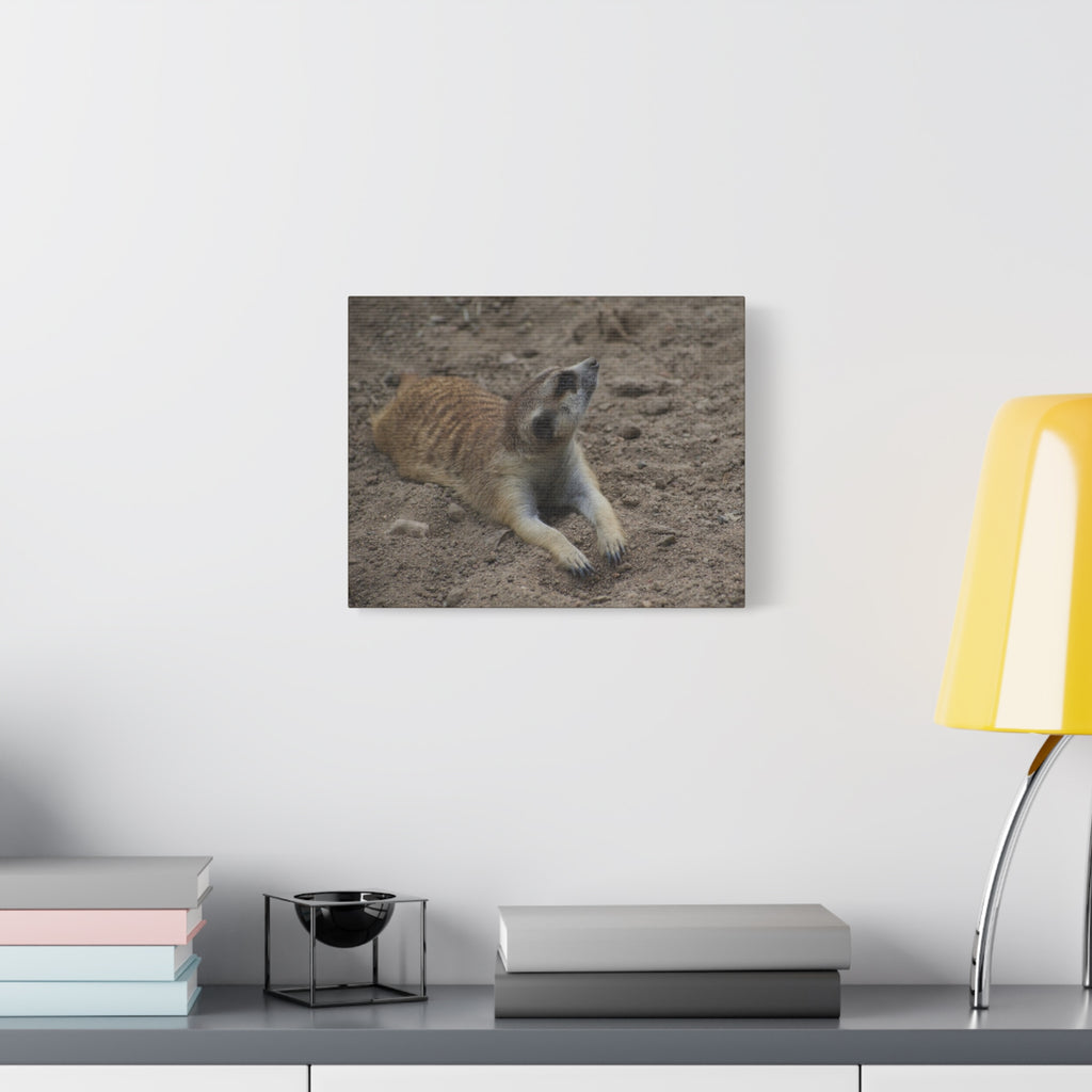 Meerkat Stretch Canvas Wall Art – Relaxed Desert Wildlife Print