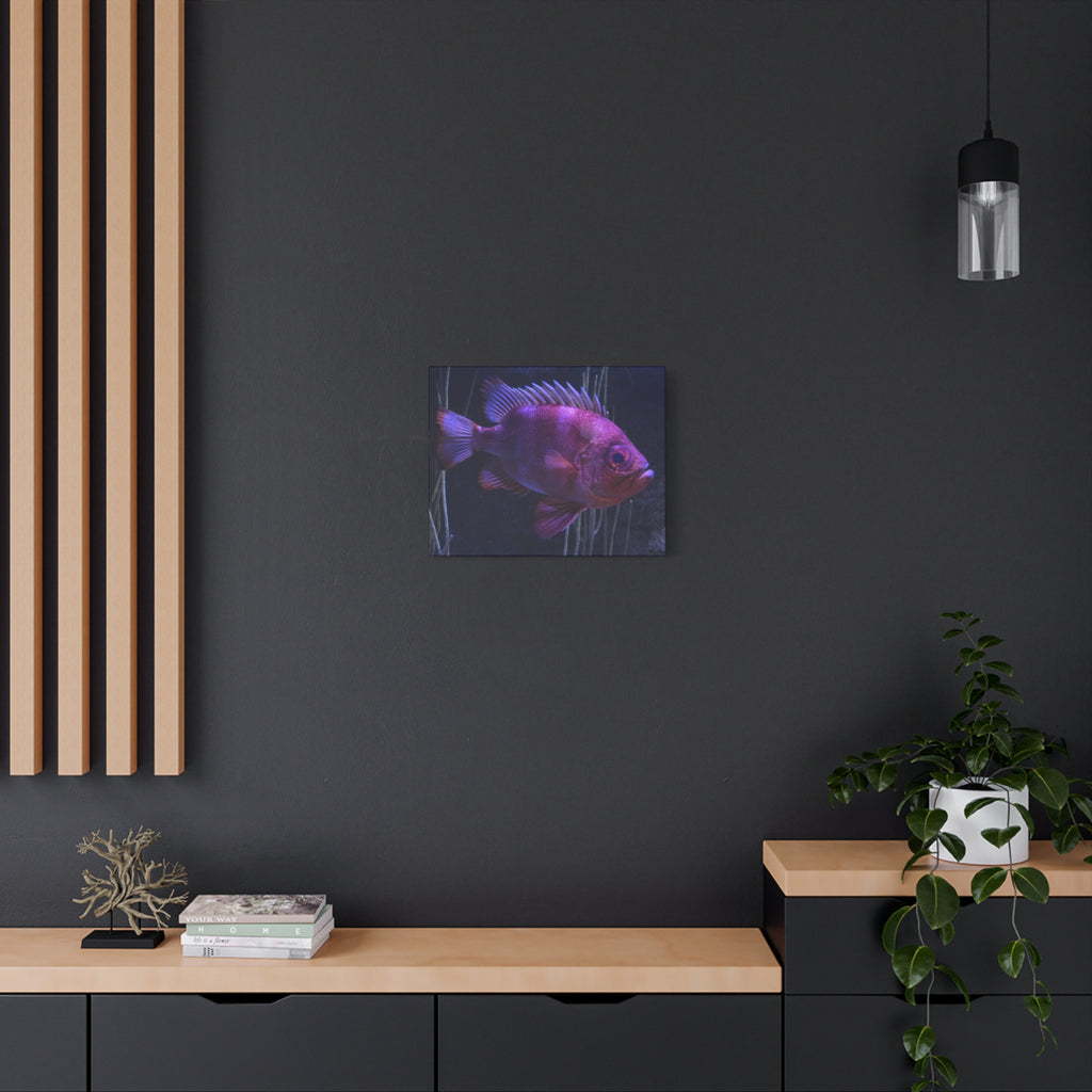 Popeye Catalufa Canvas Print — Vibrant Ocean Wall Art