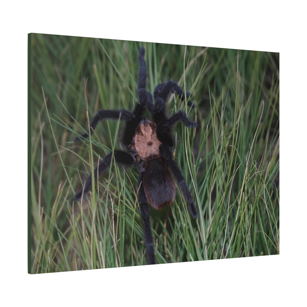Roaming Tarantula Wall Art Canvas - Realistic Spider Photography on Matte Stretched Canvas