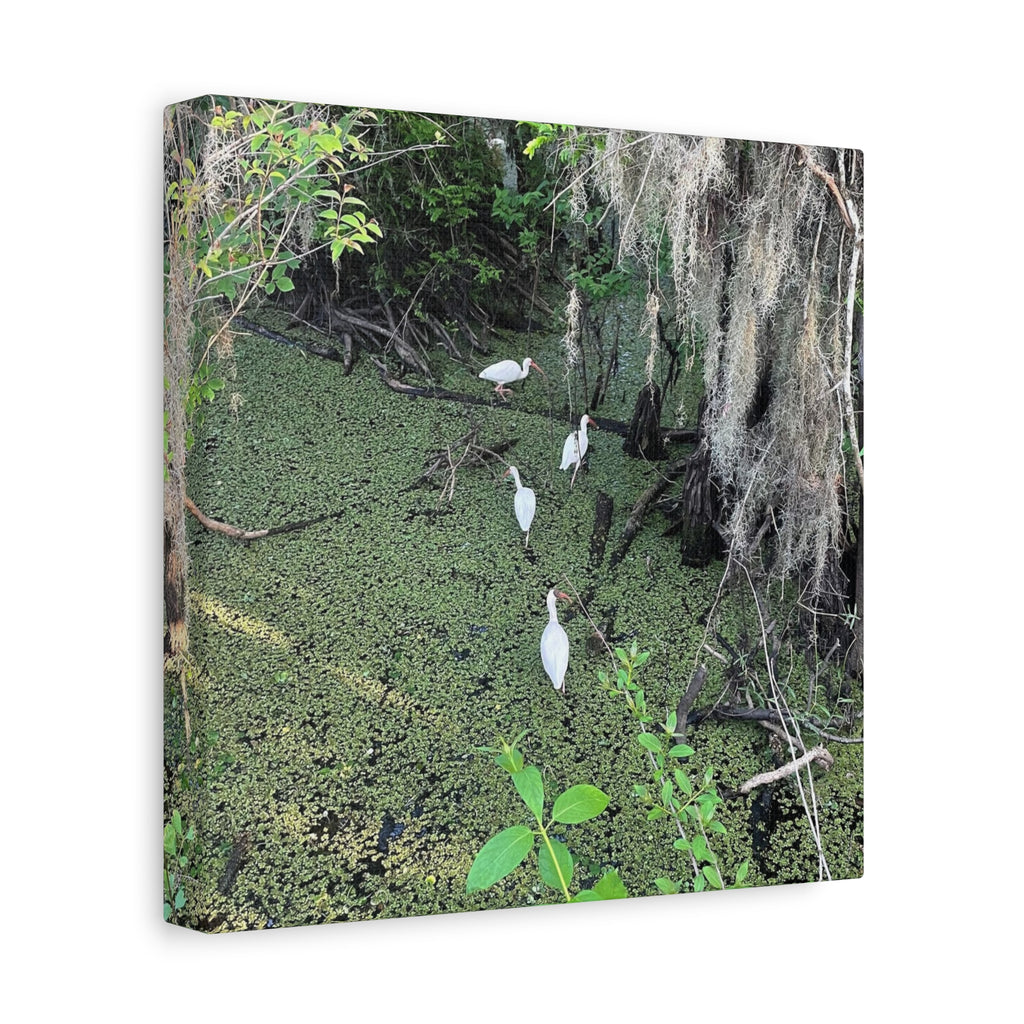 Swamp Egrets Canvas Print — Matte Stretched Nature Wall Art