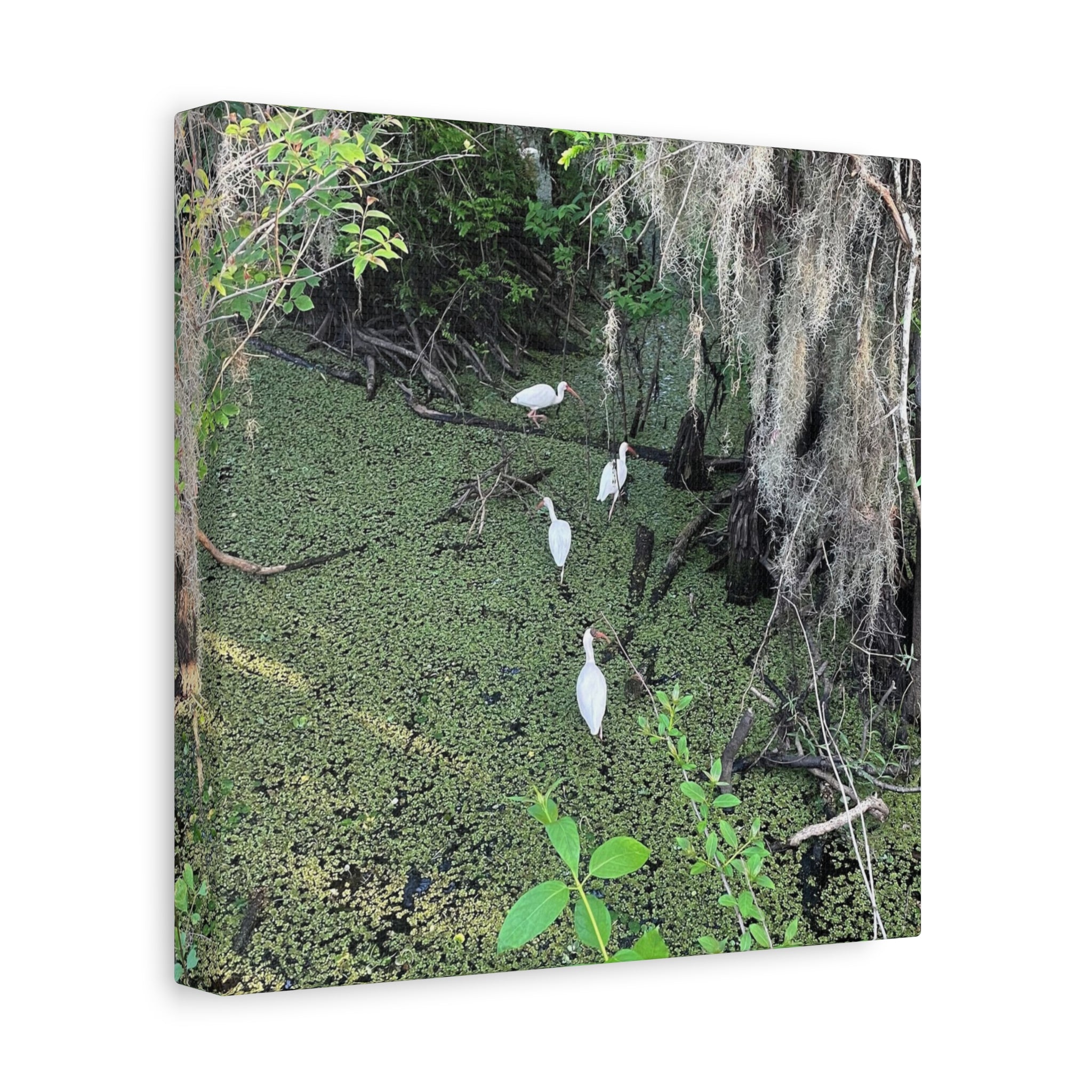 Swamp Egrets Canvas Print — Matte Stretched Nature Wall Art