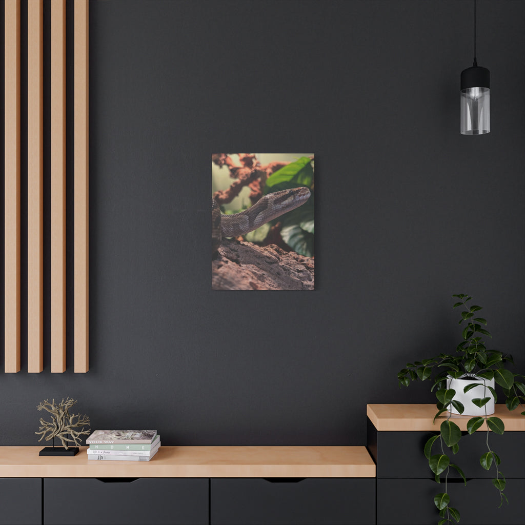 Ball Python Wildlife Matte Stretched Canvas Print — Reptile Wall Art