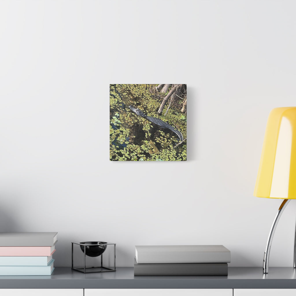 Alligator Photography Canvas Print — Matte Stretched Wall Art
